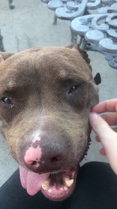 Enlarge Moose, a Adoptable mixed breed in Allen, TX video 4/5