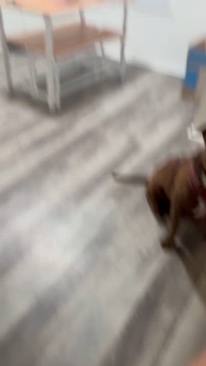 Enlarge Moose, a Adoptable mixed breed in Allen, TX video 5/5