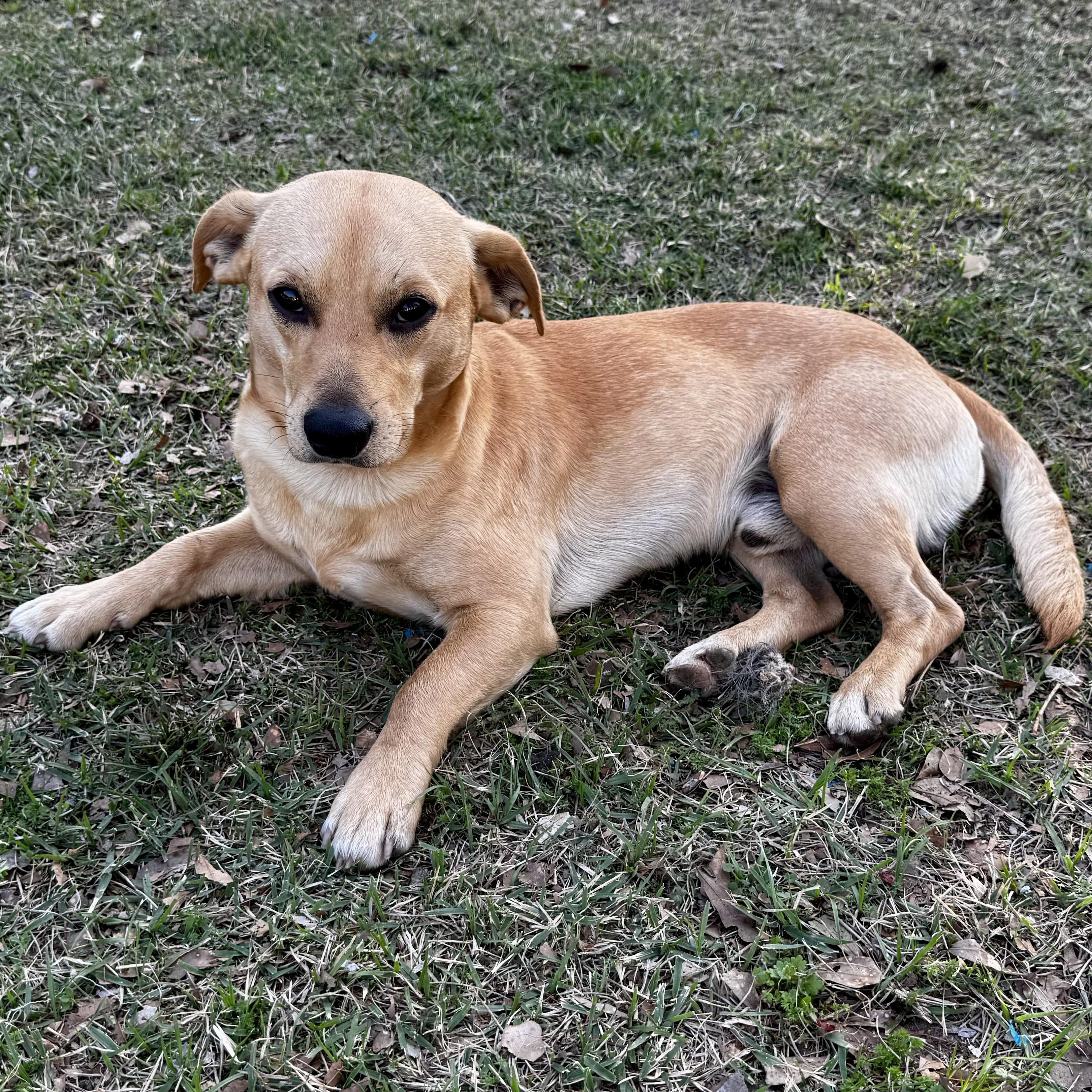 Enlarge Brownie, an adopted mixed breed in Fredericksburg, VA image 4/6