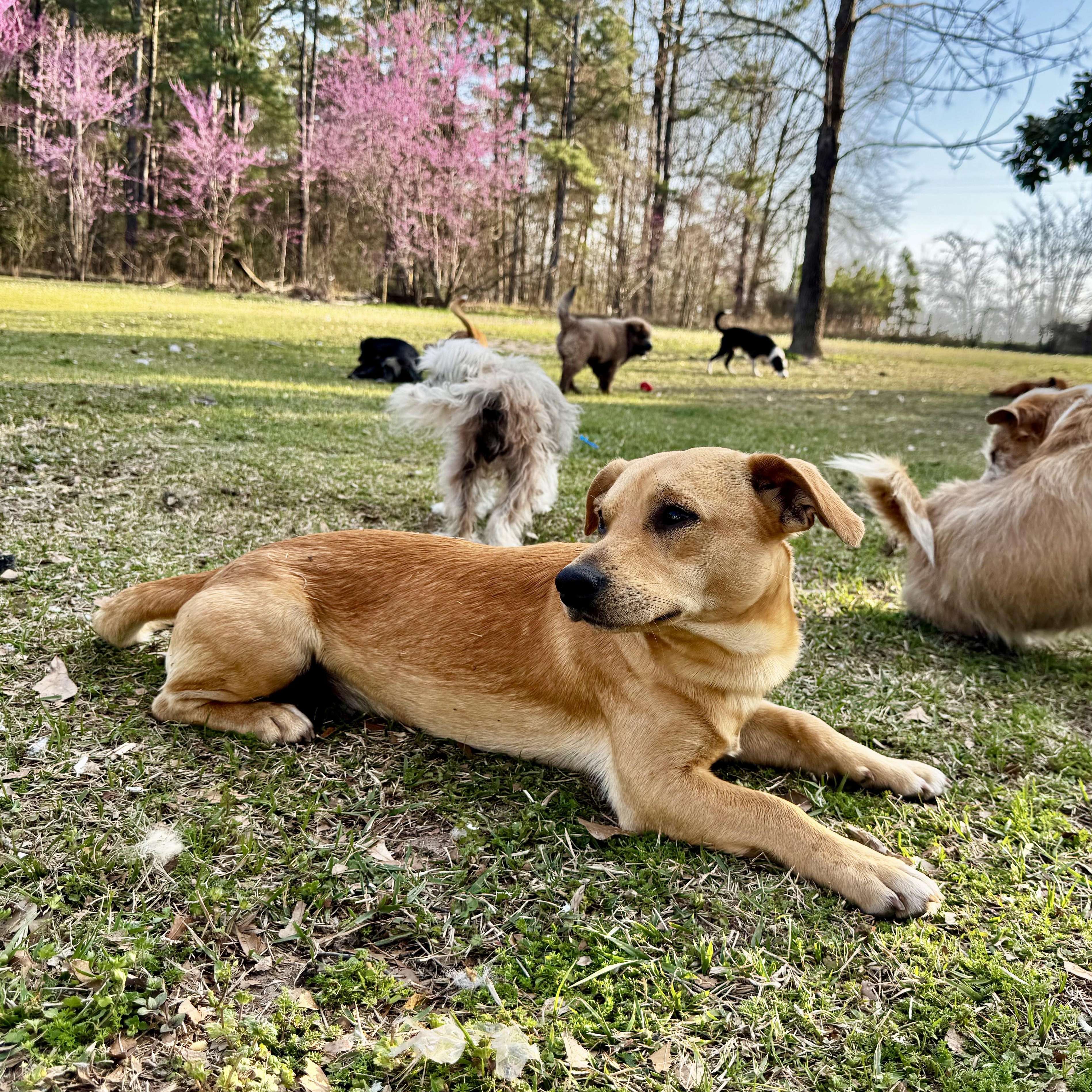 Enlarge Brownie, an adopted mixed breed in Fredericksburg, VA image 5/6