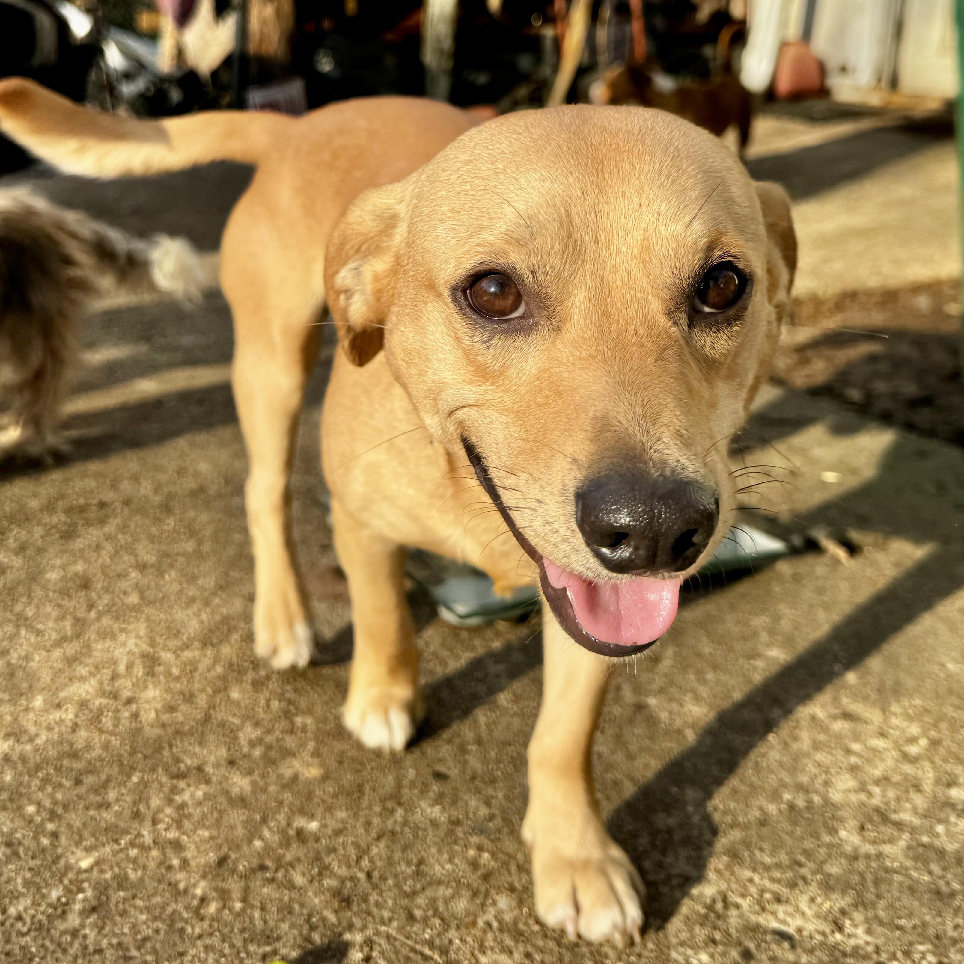 Enlarge Brownie, an adopted mixed breed in Fredericksburg, VA image 1/6