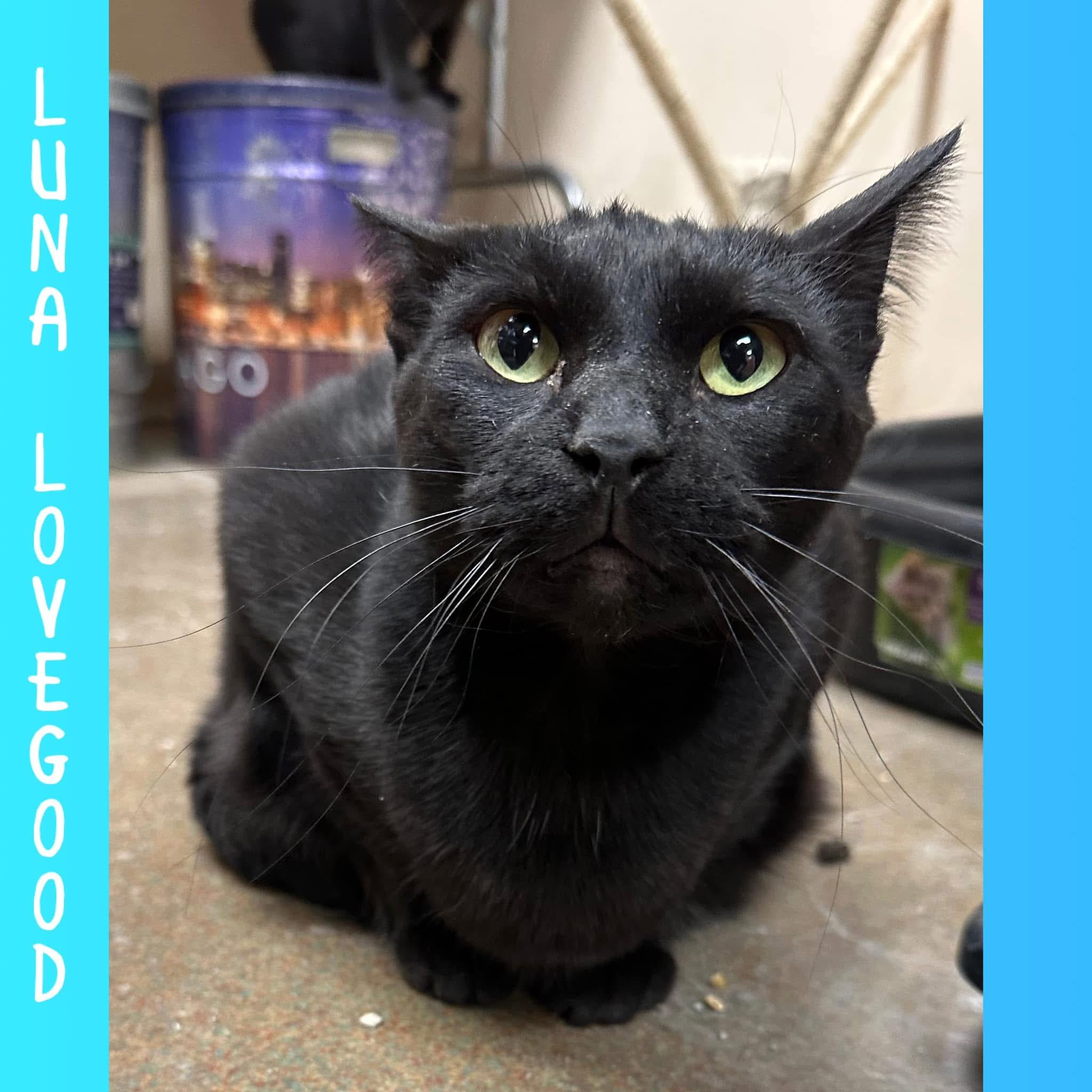 Luna Lovegood, a Adoptable Domestic Short Hair in Steger, IL image 1/3