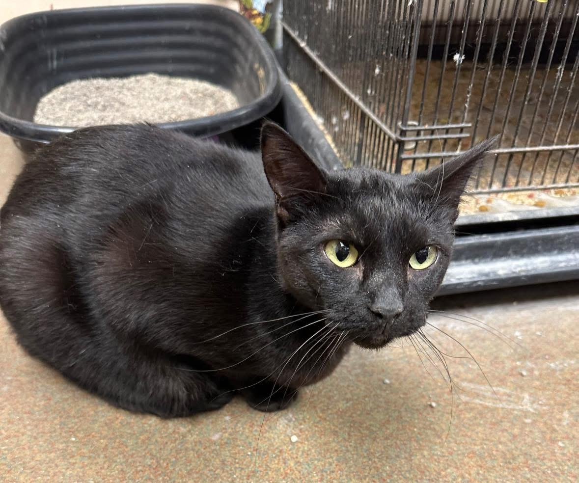 Luna Lovegood, a Adoptable Domestic Short Hair in Steger, IL image 2/3