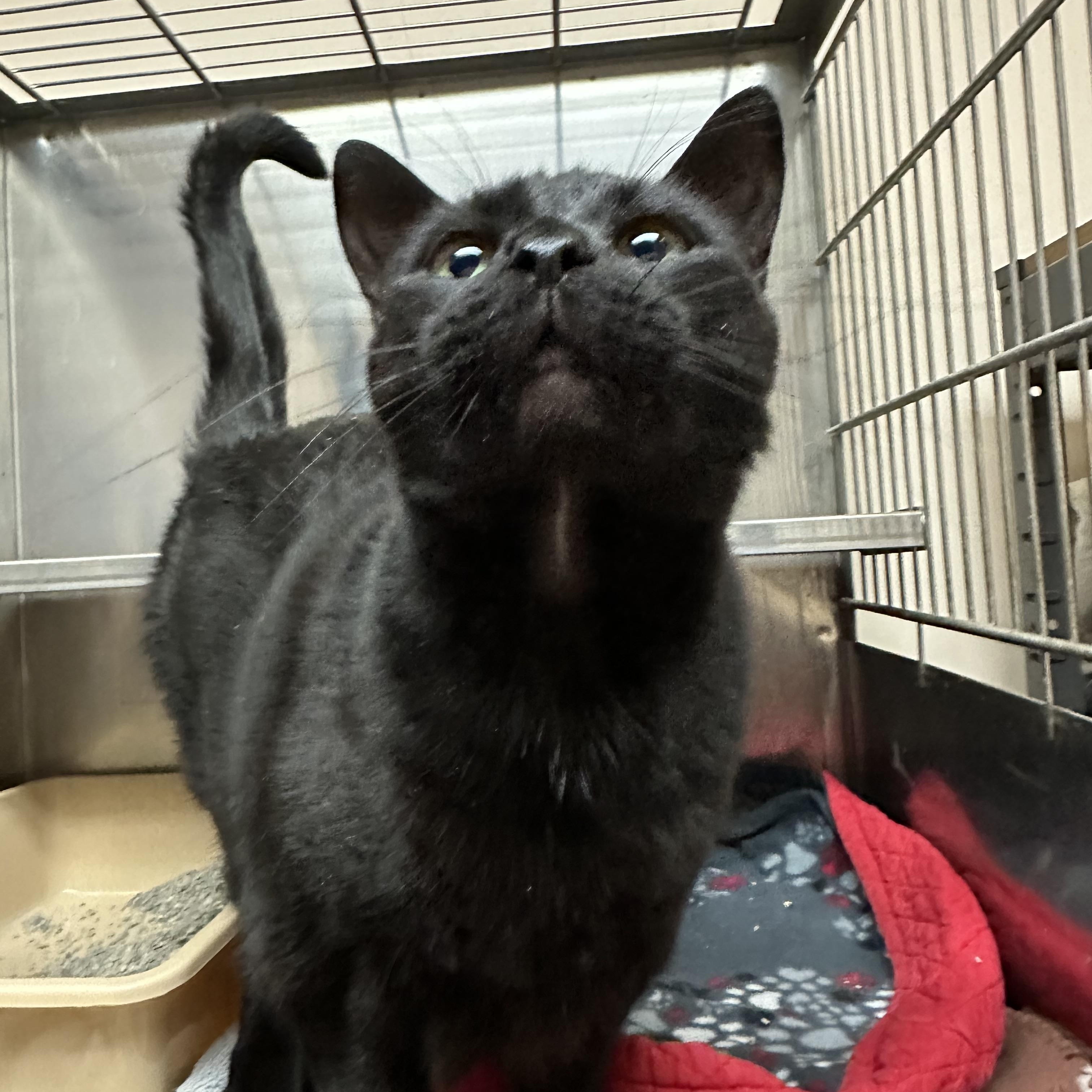 Luna Lovegood, a Adoptable Domestic Short Hair in Steger, IL image 3/3