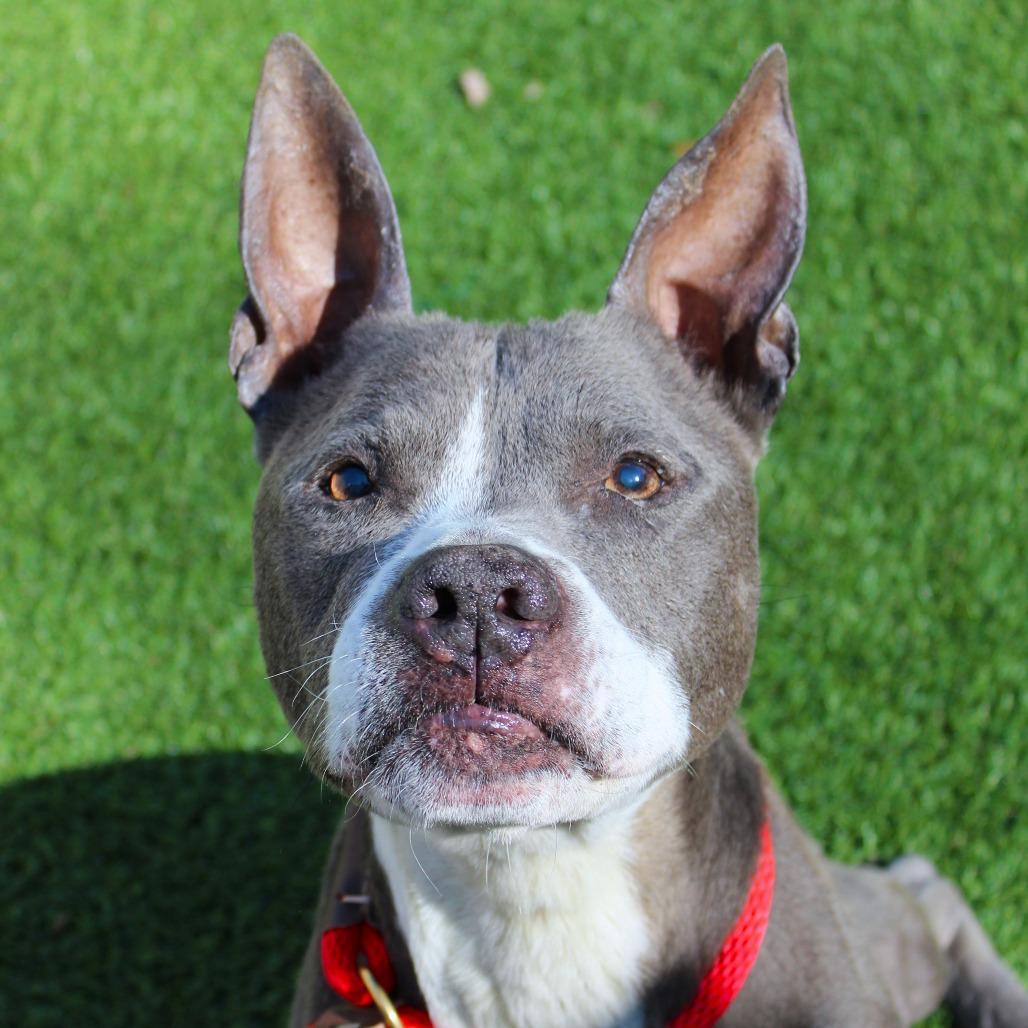 Zeke, Adoptable, Senior Male Pit Bull Terrier.