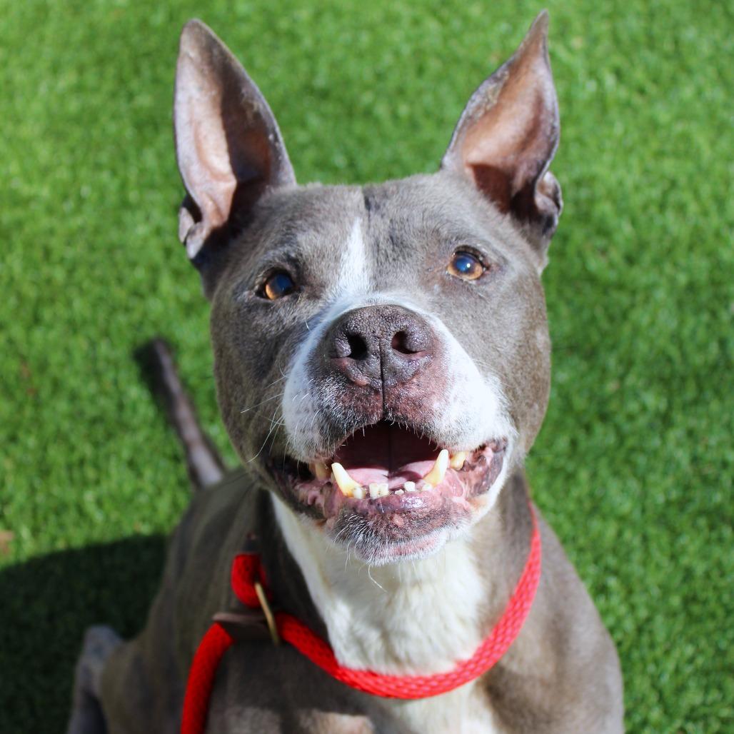 Enlarge Zeke, a Adoptable Pit Bull Terrier in Chattanooga, TN image 3/6