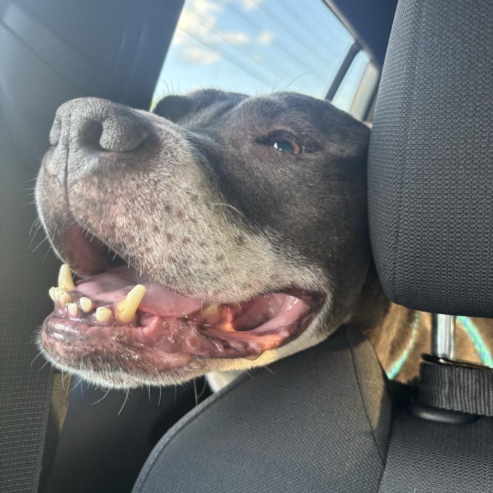 Enlarge Zeke, a Adoptable Pit Bull Terrier in Chattanooga, TN image 5/6