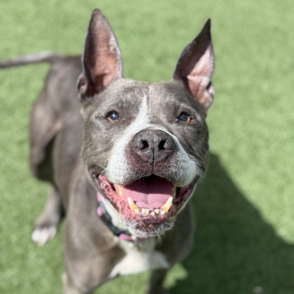 Enlarge Zeke, a Adoptable Pit Bull Terrier in Chattanooga, TN image 6/6