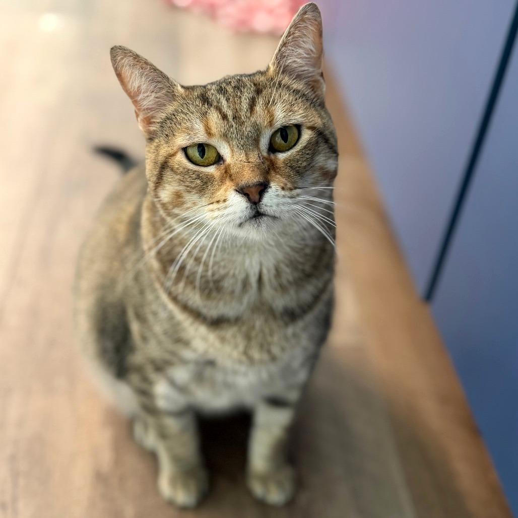 Enlarge Bouquet, a Adoptable Domestic Short Hair in Brownsboro, AL image 1/6