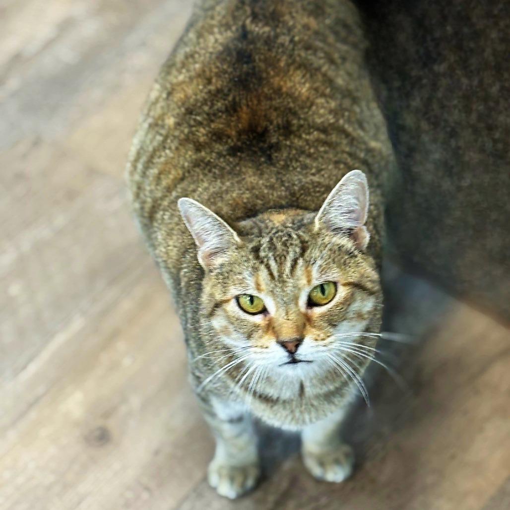 Bouquet, Adoptable, Young Female Domestic Short Hair.