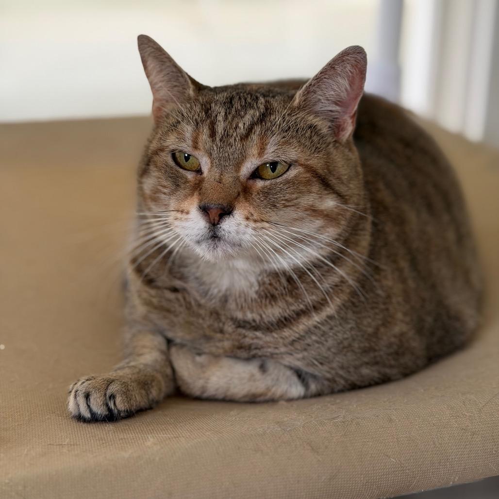 Enlarge Bouquet, a Adoptable Domestic Short Hair in Brownsboro, AL image 2/3