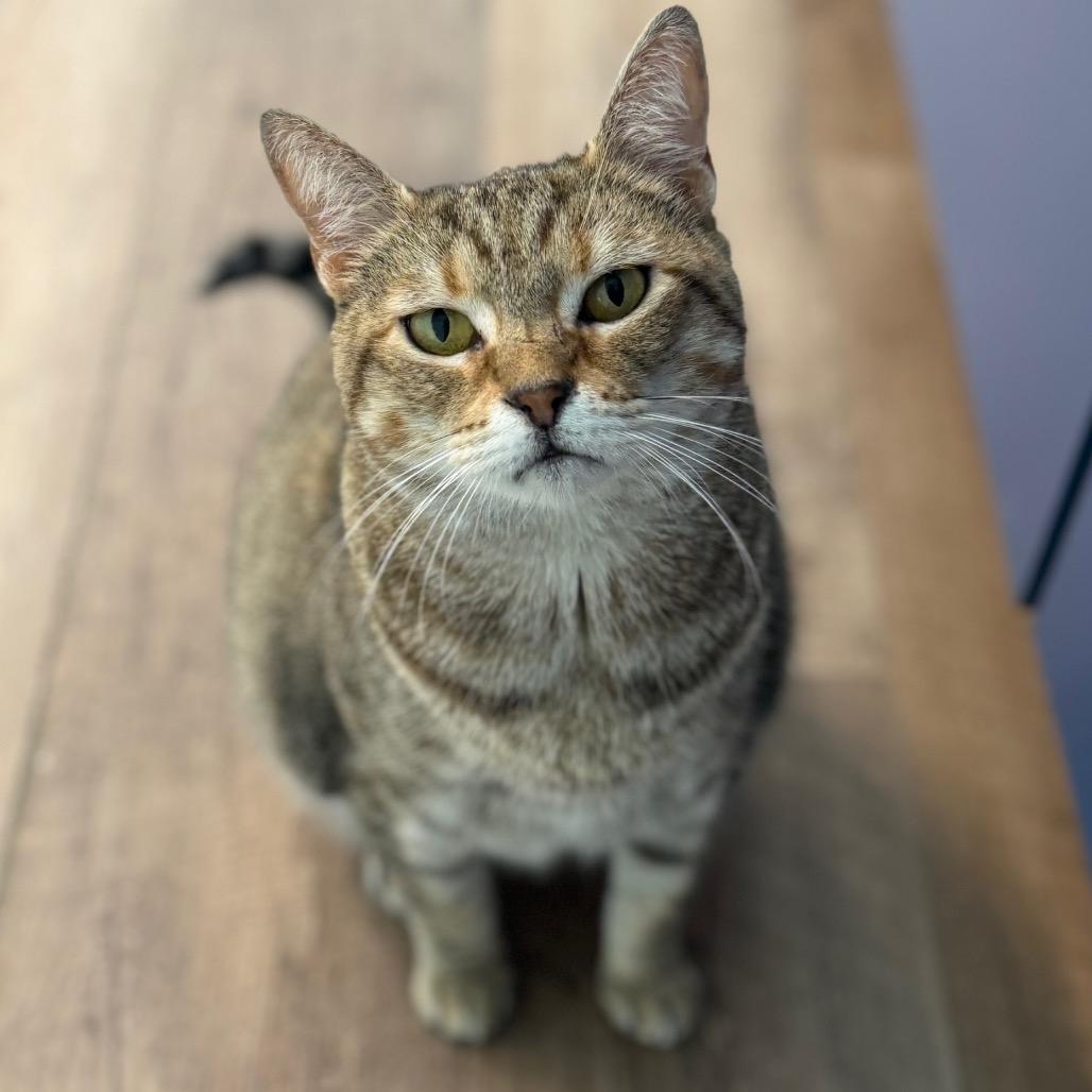 Enlarge Bouquet, a Adoptable Domestic Short Hair in Brownsboro, AL image 5/6