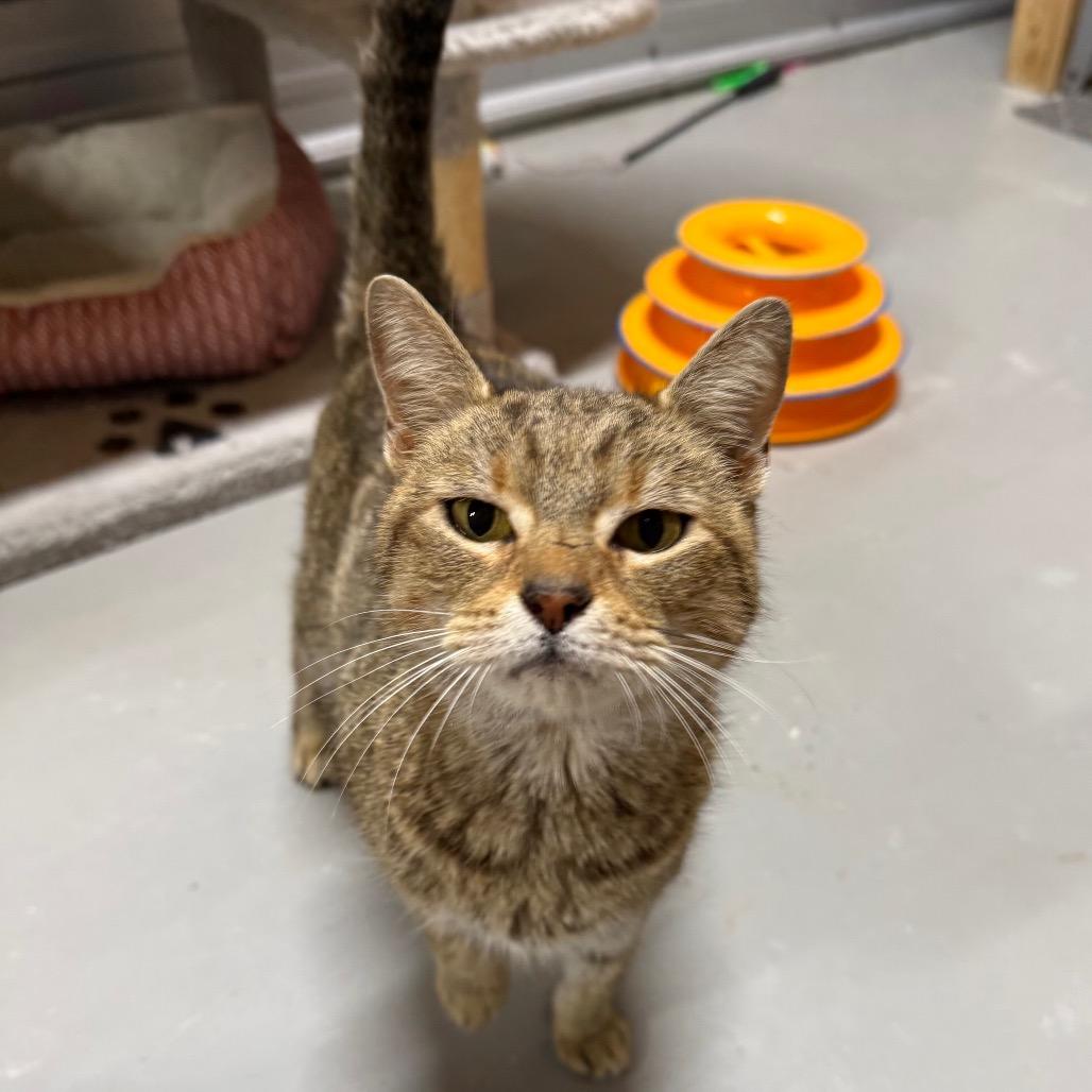 Enlarge Bouquet, a Adoptable Domestic Short Hair in Brownsboro, AL image 1/1