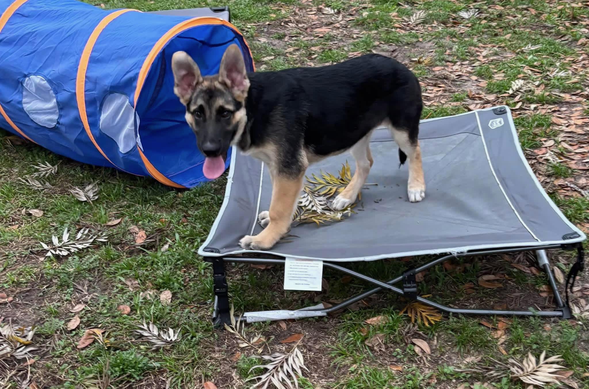Koda, a ADOPTABLE German Shepherd Dog in Clermont, FL image 2/3