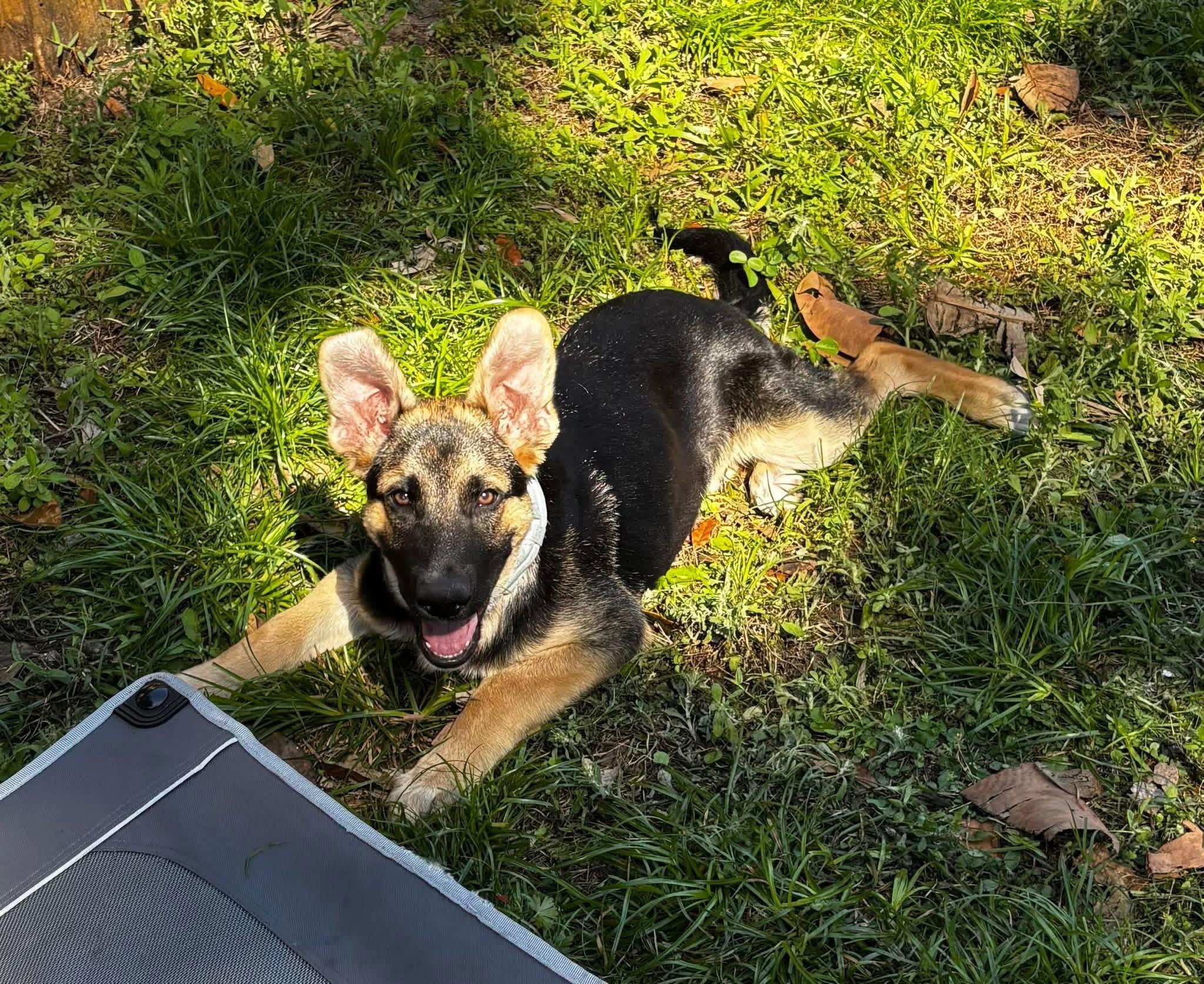 Koda, a ADOPTABLE German Shepherd Dog in Clermont, FL image 3/3