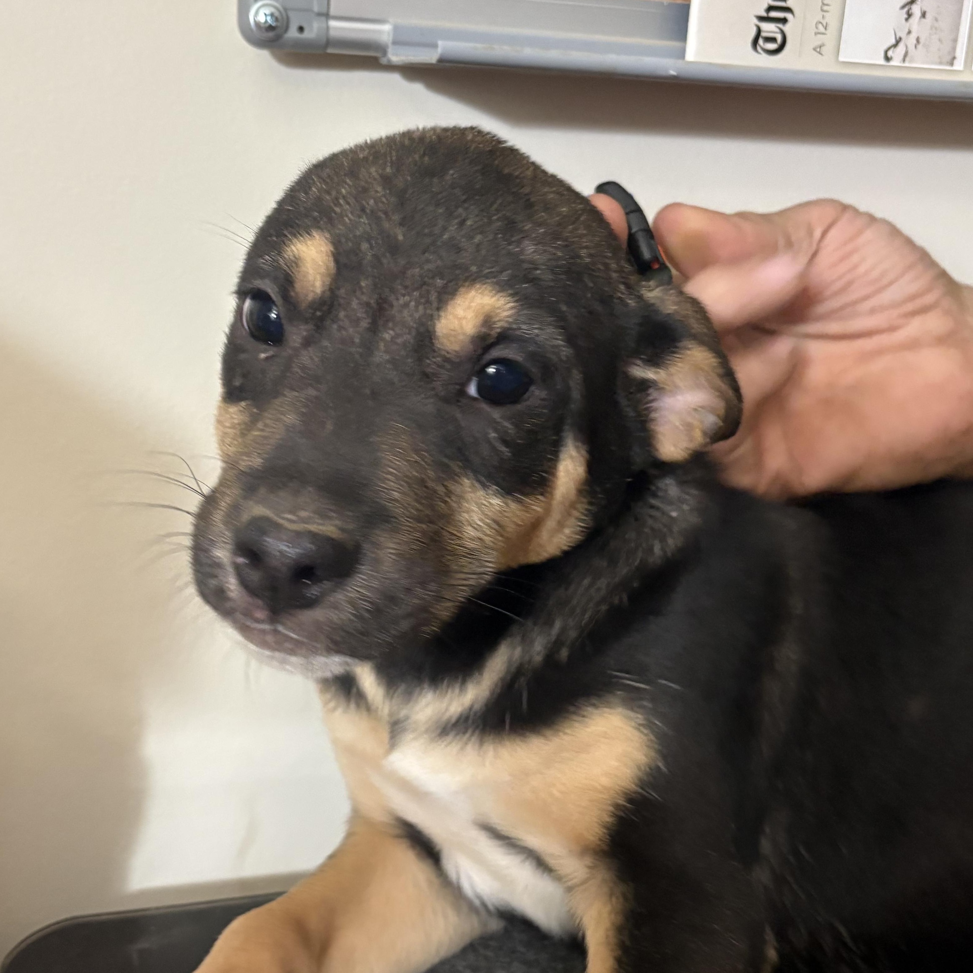 Enlarge Chance, a Adoptable mixed breed in Partlow, VA image 1/1