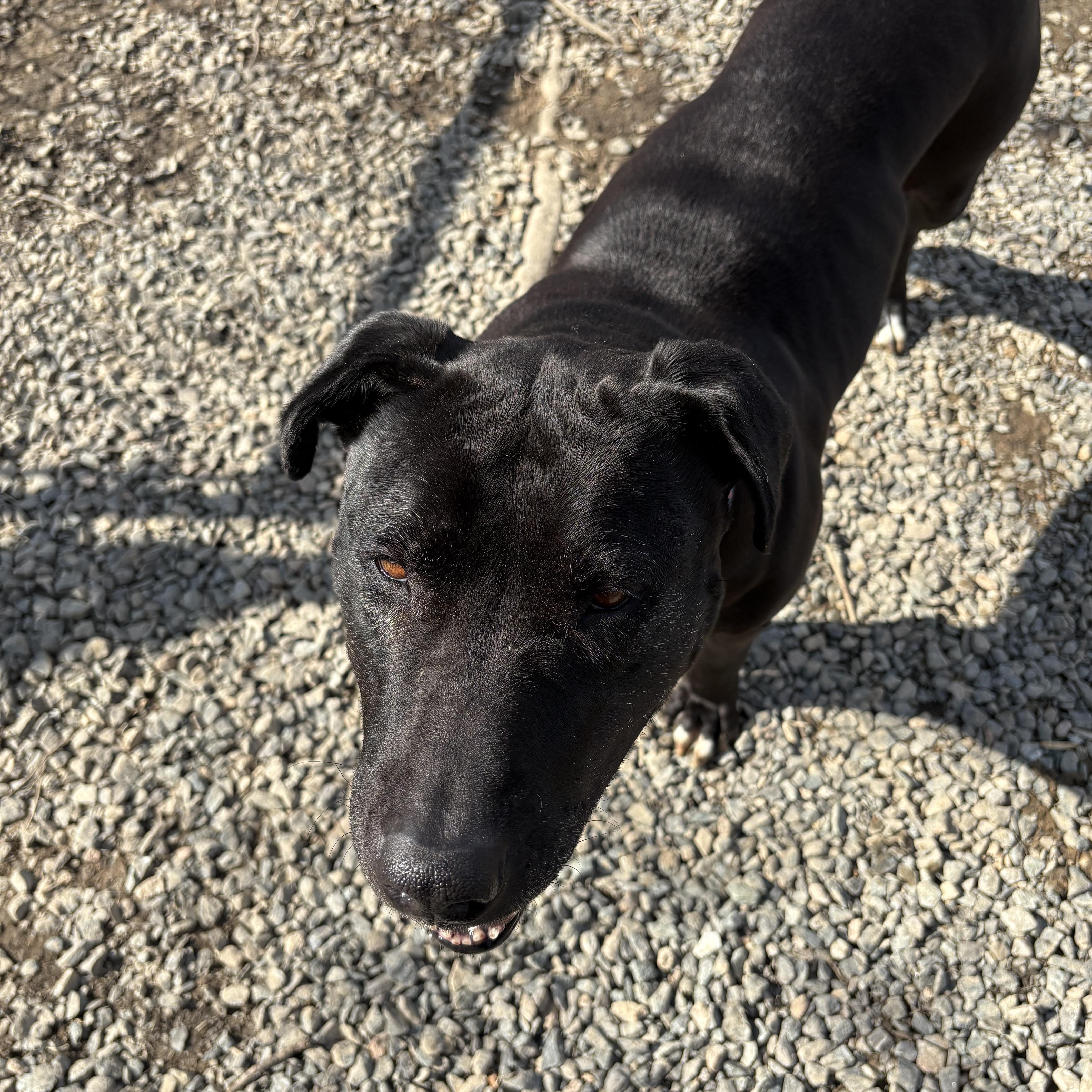 Shelby, a Adoptable mixed breed in Saluda, VA image 4/5