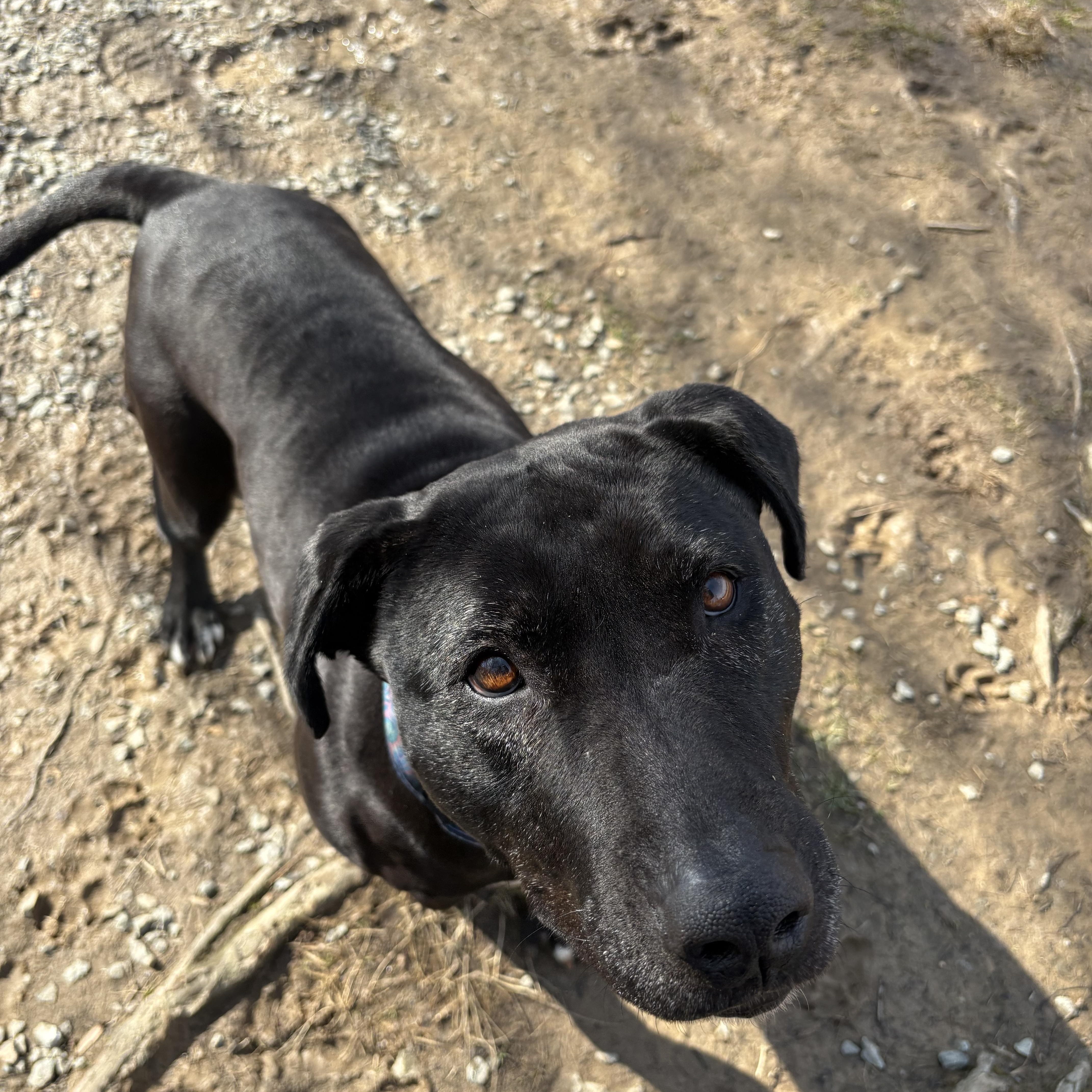 Shelby, a Adoptable mixed breed in Saluda, VA image 5/5