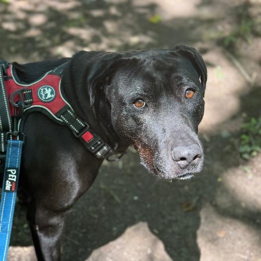 Shelby, a Adoptable mixed breed in Saluda, VA image 6/6