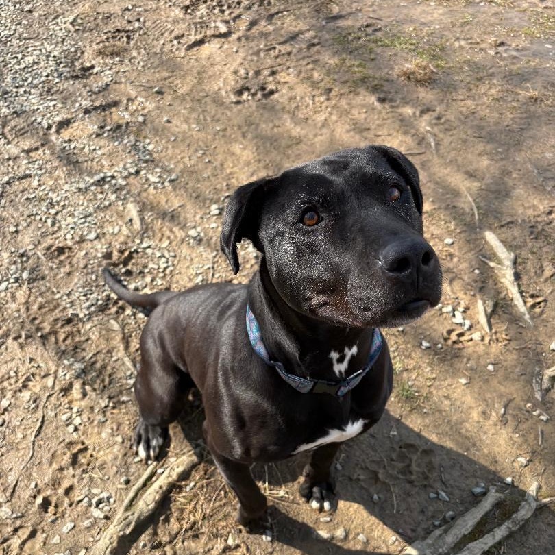 Shelby, Adoptable, Senior Female Black Labrador Retriever.