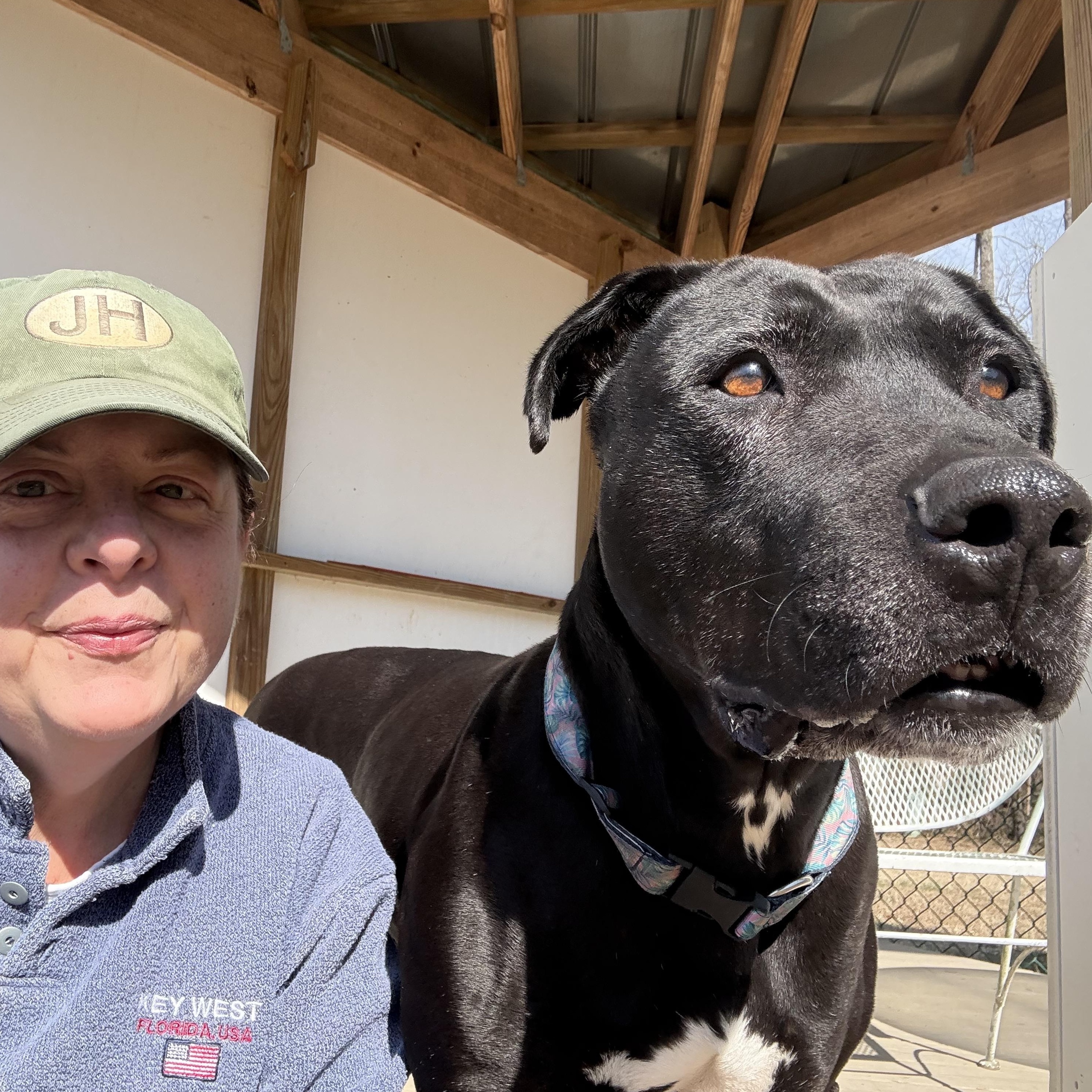 Shelby, a Adoptable mixed breed in Saluda, VA image 2/5