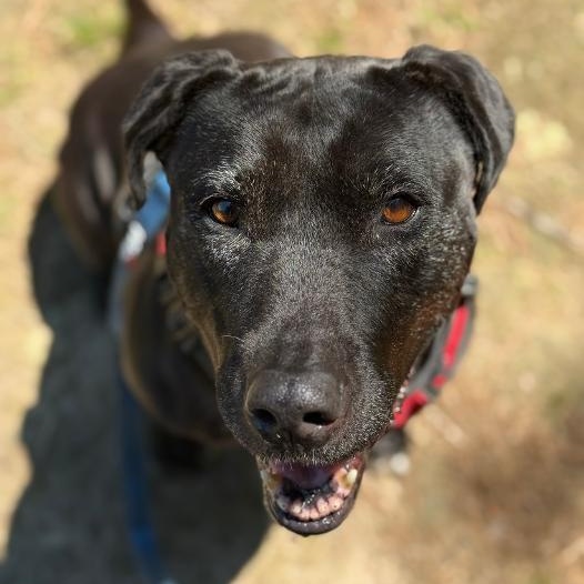 Shelby, a Adoptable mixed breed in Saluda, VA image 1/6