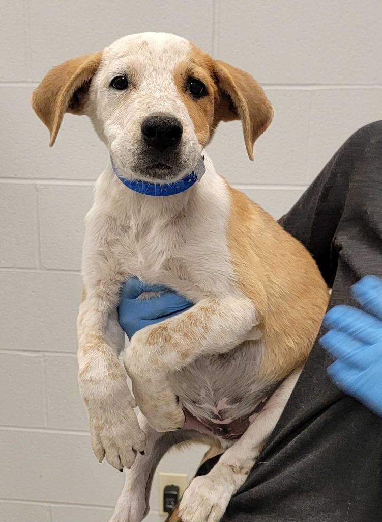 Utah, Adoptable, Puppy Male Mixed Breed.