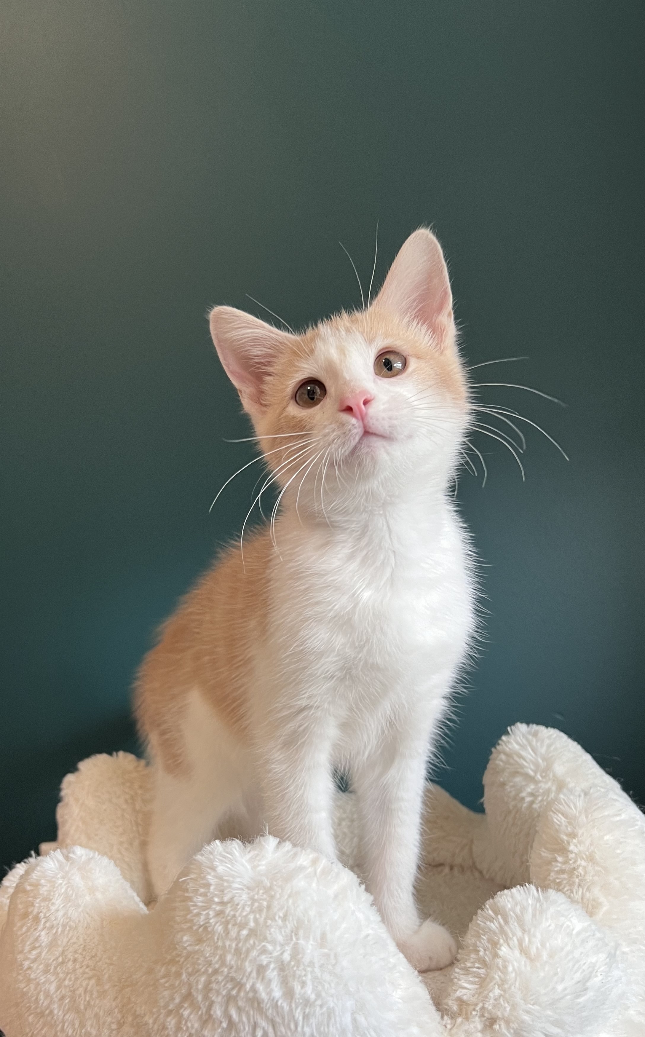 Apollo, Adopted, Kitten Male Domestic Short Hair.