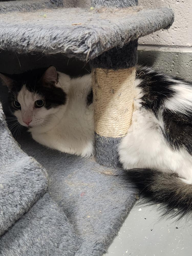 TIPPY, Adoptable, Adult Male Domestic Short Hair & Tabby.