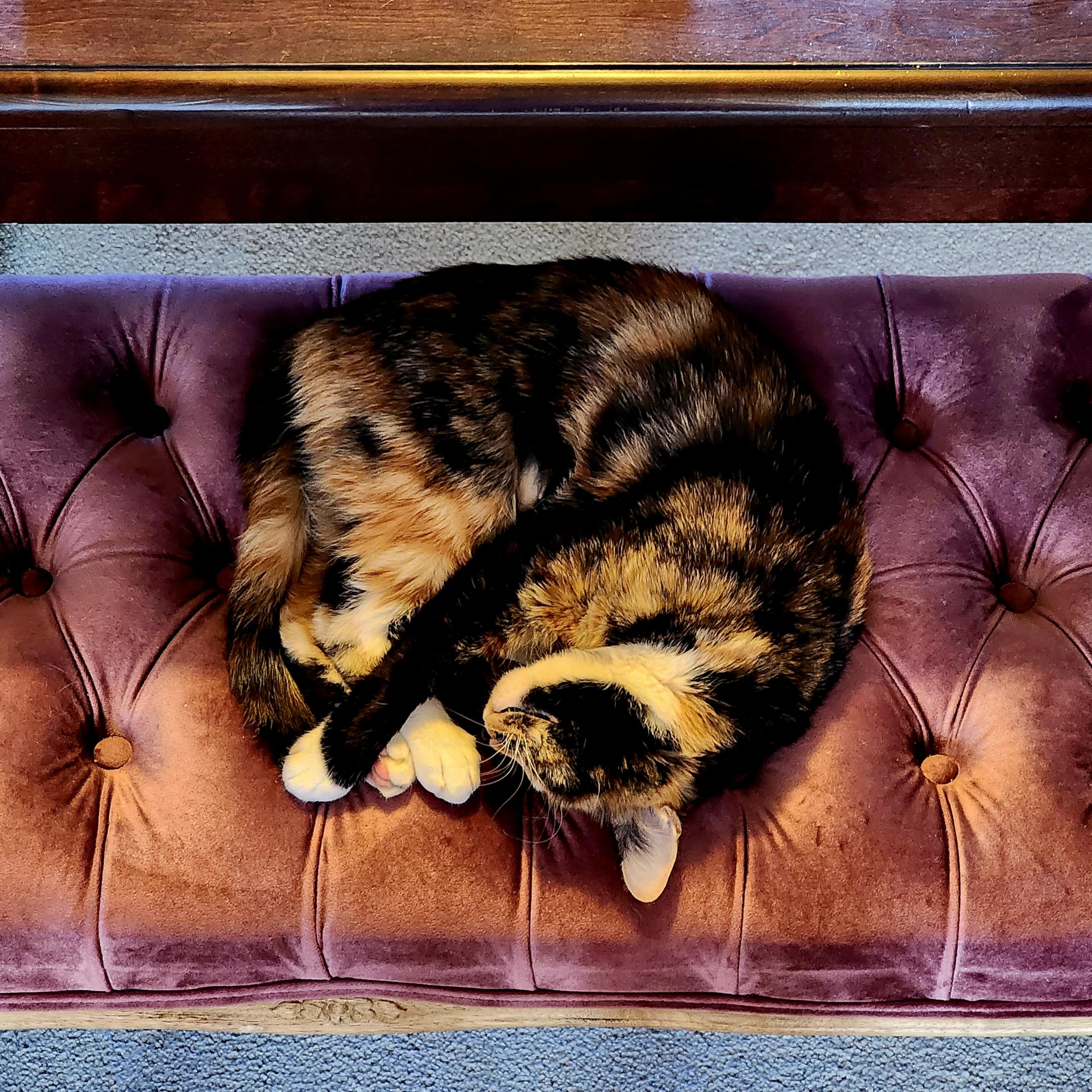 Enlarge Ember, a Adoptable mixed breed in Woodinville, WA image 3/6