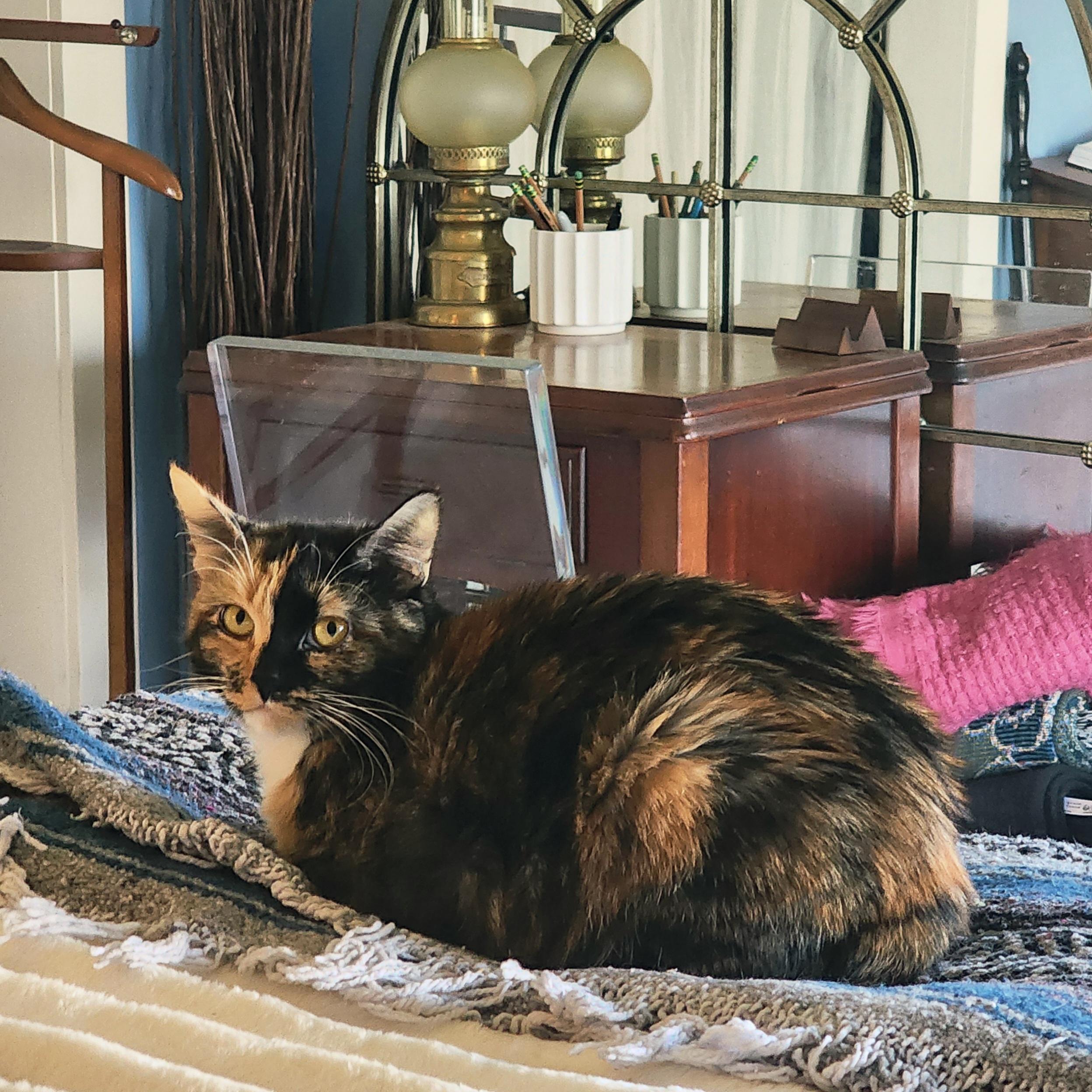 Enlarge Ember, a Adoptable mixed breed in Woodinville, WA image 5/6