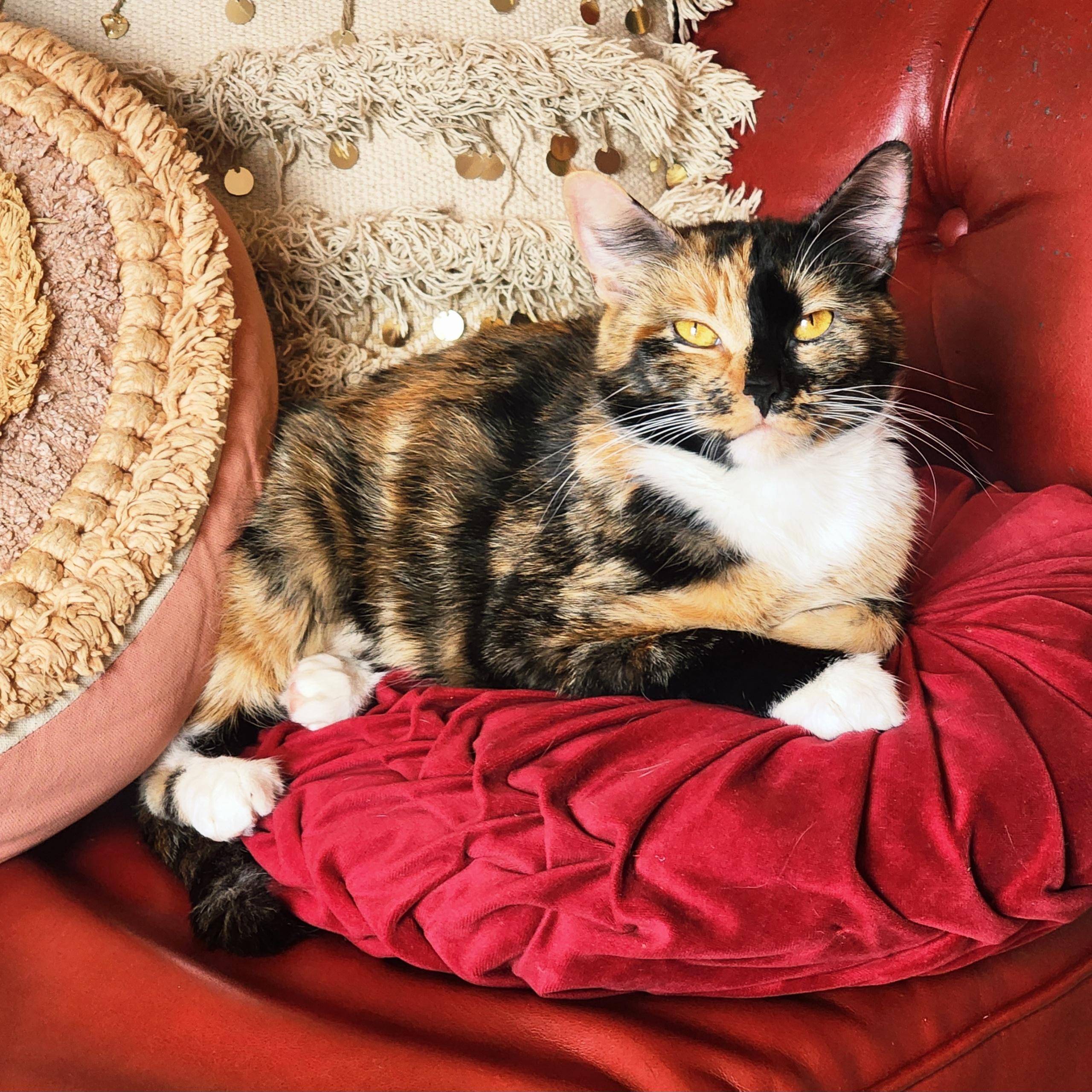 Enlarge Ember, a Adoptable mixed breed in Woodinville, WA image 1/6