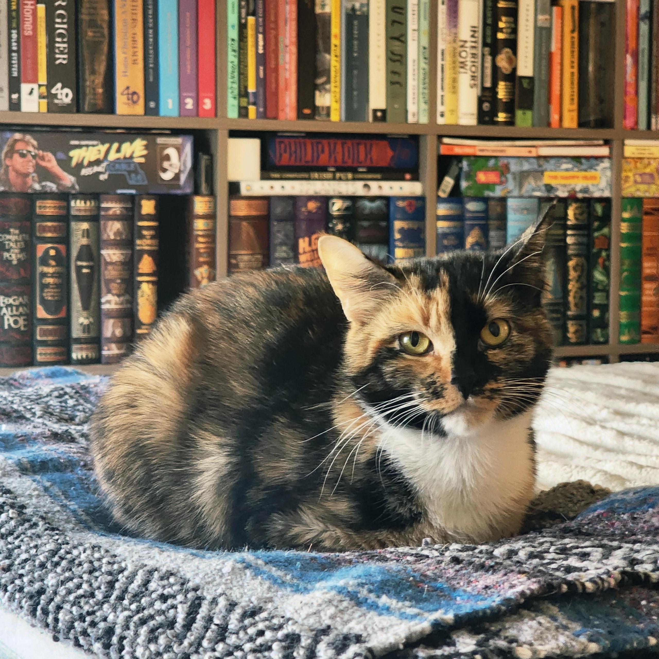 Enlarge Ember, a Adoptable mixed breed in Woodinville, WA image 2/6