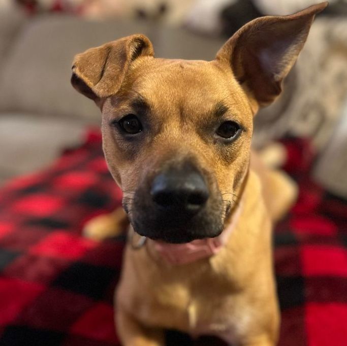 Trixie Tatum, a Adoptable mixed breed in Rochester, NY image 2/5