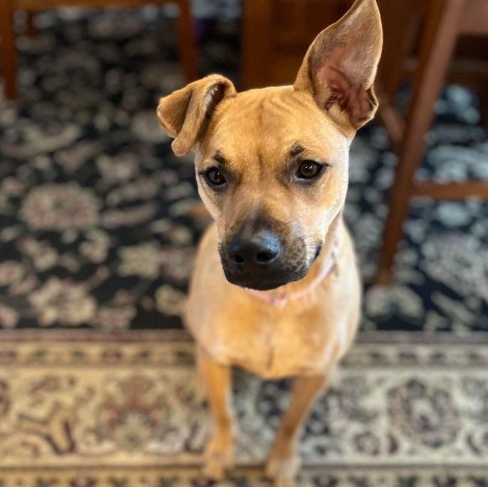 Trixie Tatum, Adoptable, Young Female Boxer & Cattle Dog.