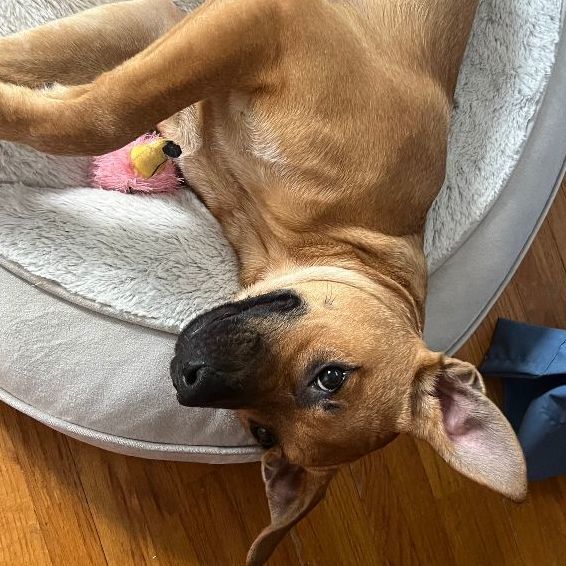 Trixie Tatum, a Adoptable mixed breed in Rochester, NY image 4/5