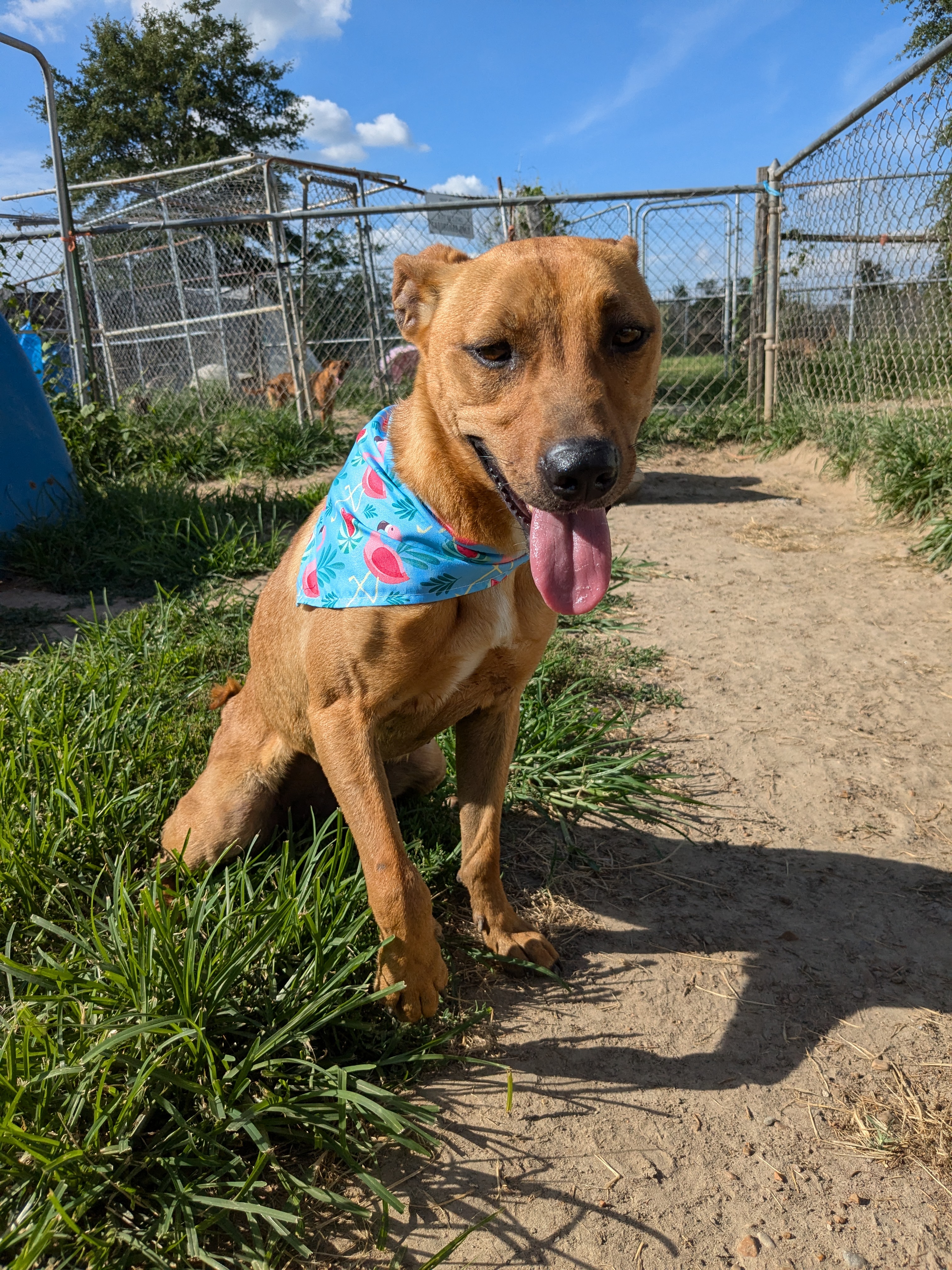 Enlarge Skittles, a Adoptable mixed breed in Manchester, NH image 1/6