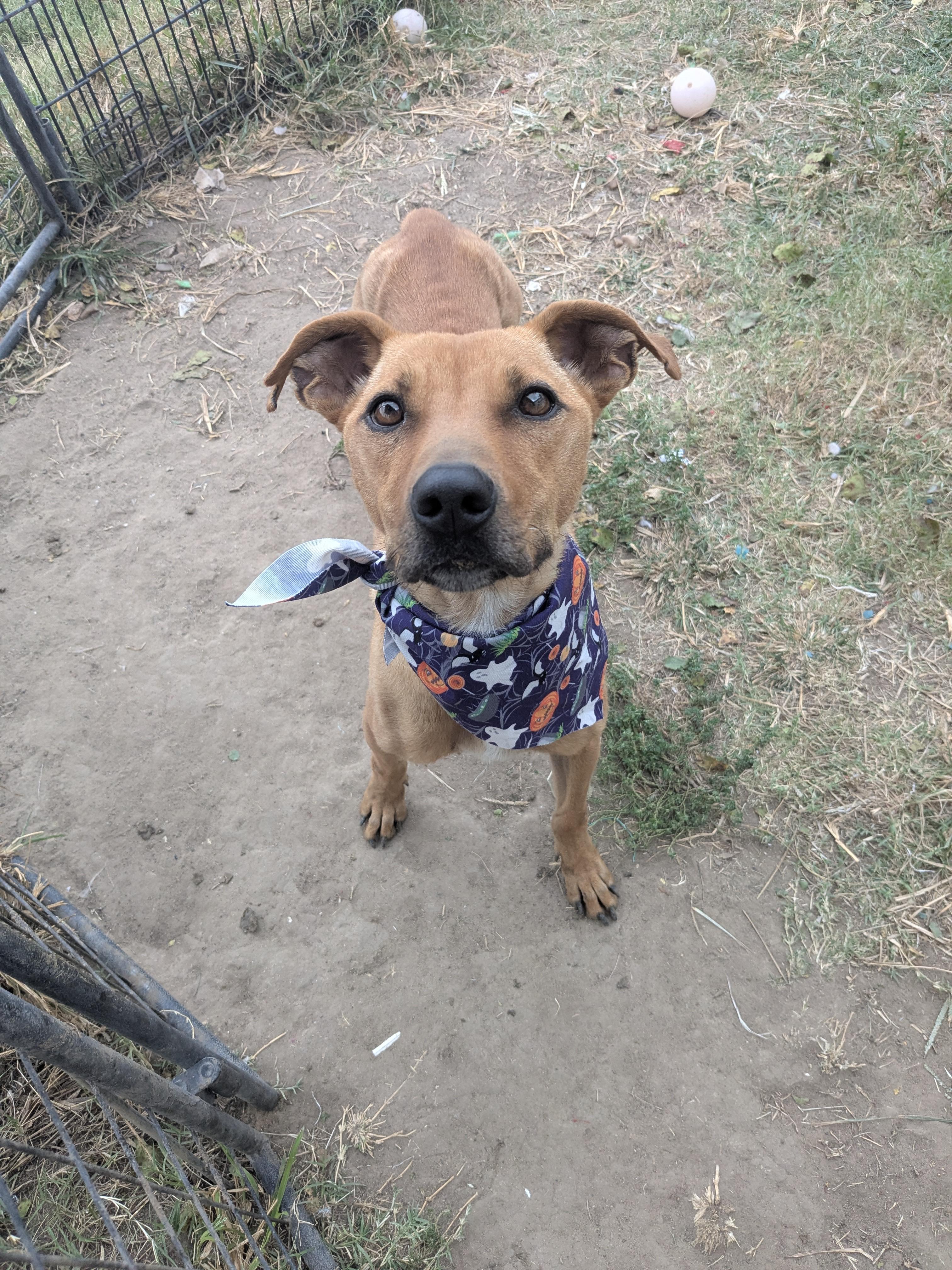 Skittles, an adoptable Carolina Dog in Manchester, NH, 03105 | Photo Image 6
