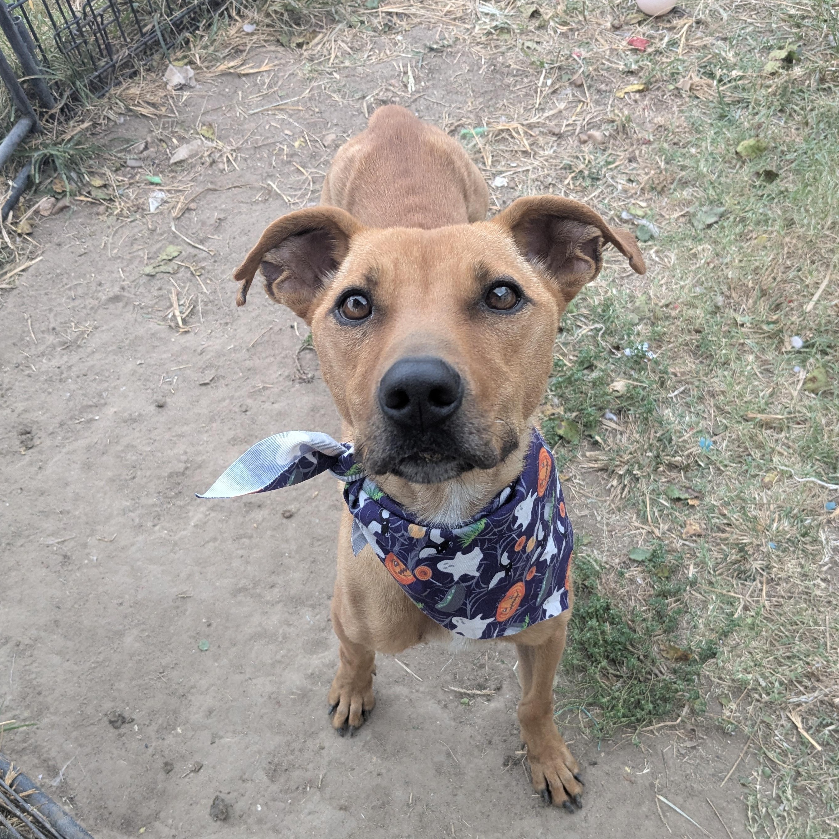 Enlarge Skittles, a Adoptable mixed breed in Manchester, NH image 2/6