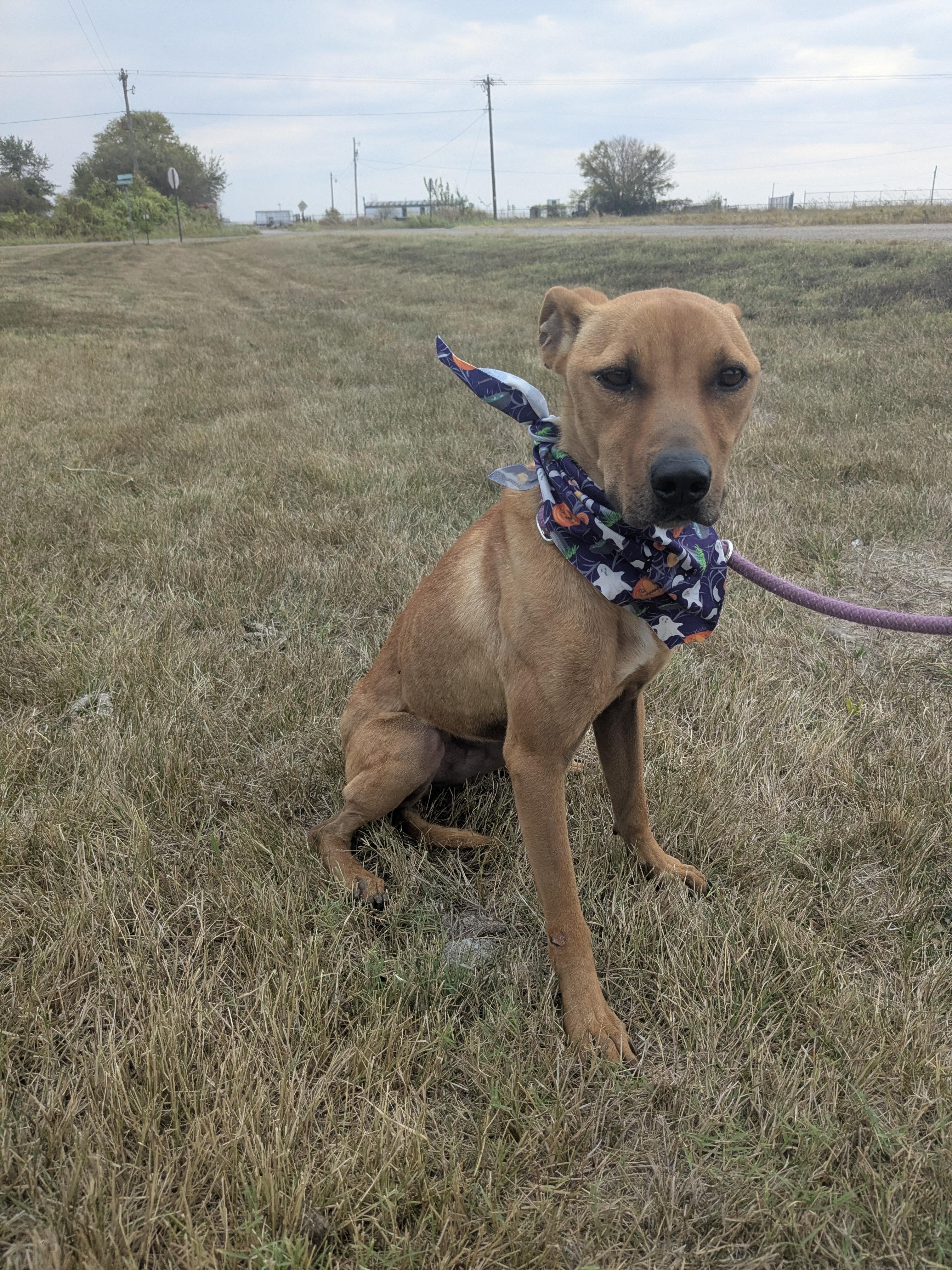 Skittles, an adoptable Carolina Dog in Manchester, NH, 03105 | Photo Image 5
