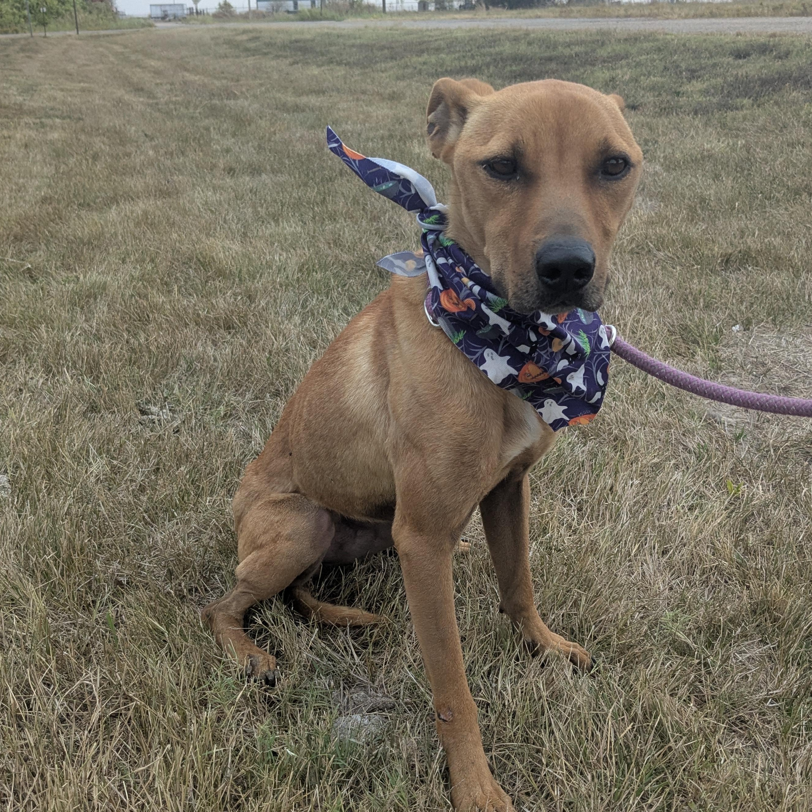 Enlarge Skittles, a Adoptable mixed breed in Manchester, NH image 3/6
