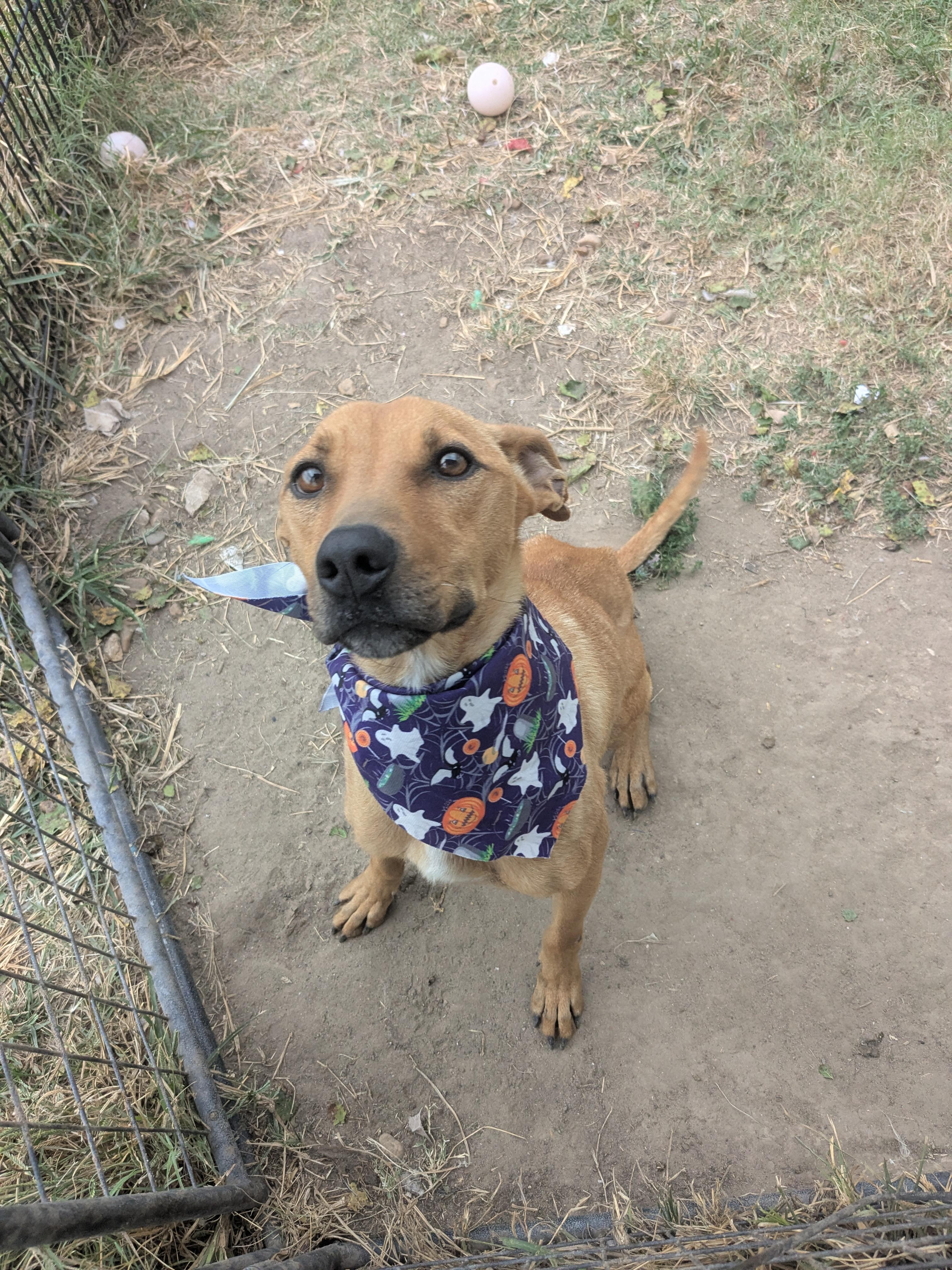 Skittles, an adoptable Carolina Dog in Manchester, NH, 03105 | Photo Image 4