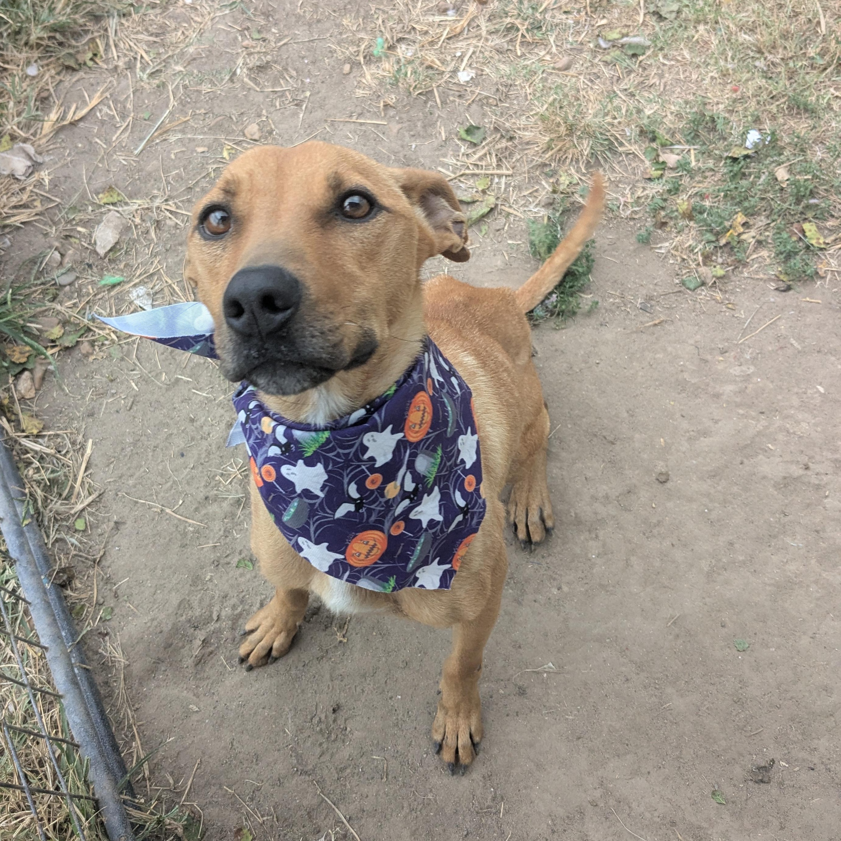 Enlarge Skittles, a Adoptable mixed breed in Manchester, NH image 4/6