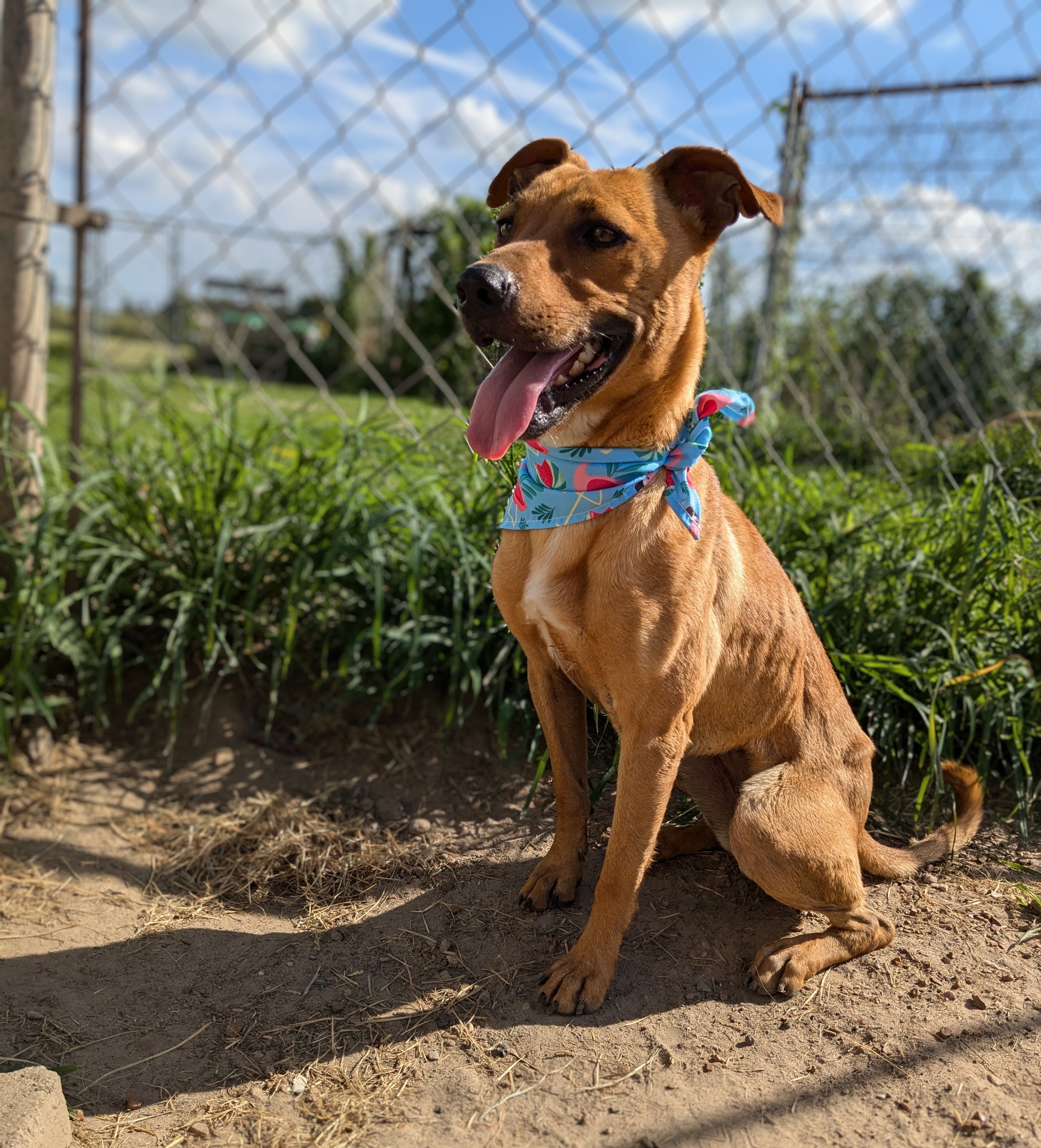 Enlarge Skittles, a Adoptable mixed breed in Manchester, NH image 6/6