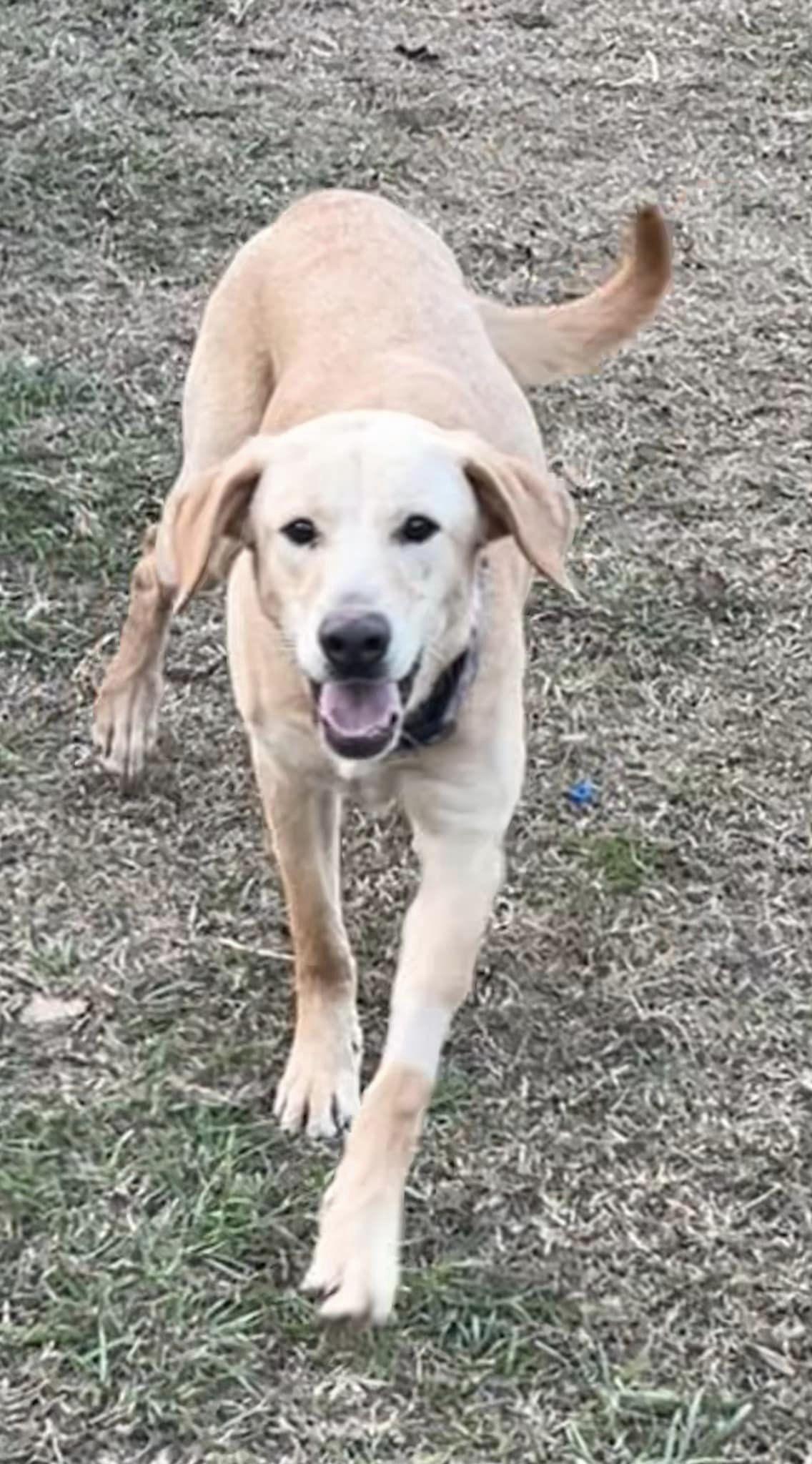 Enlarge Sunny, a Adopted mixed breed in Smithfield, NC image 1/3