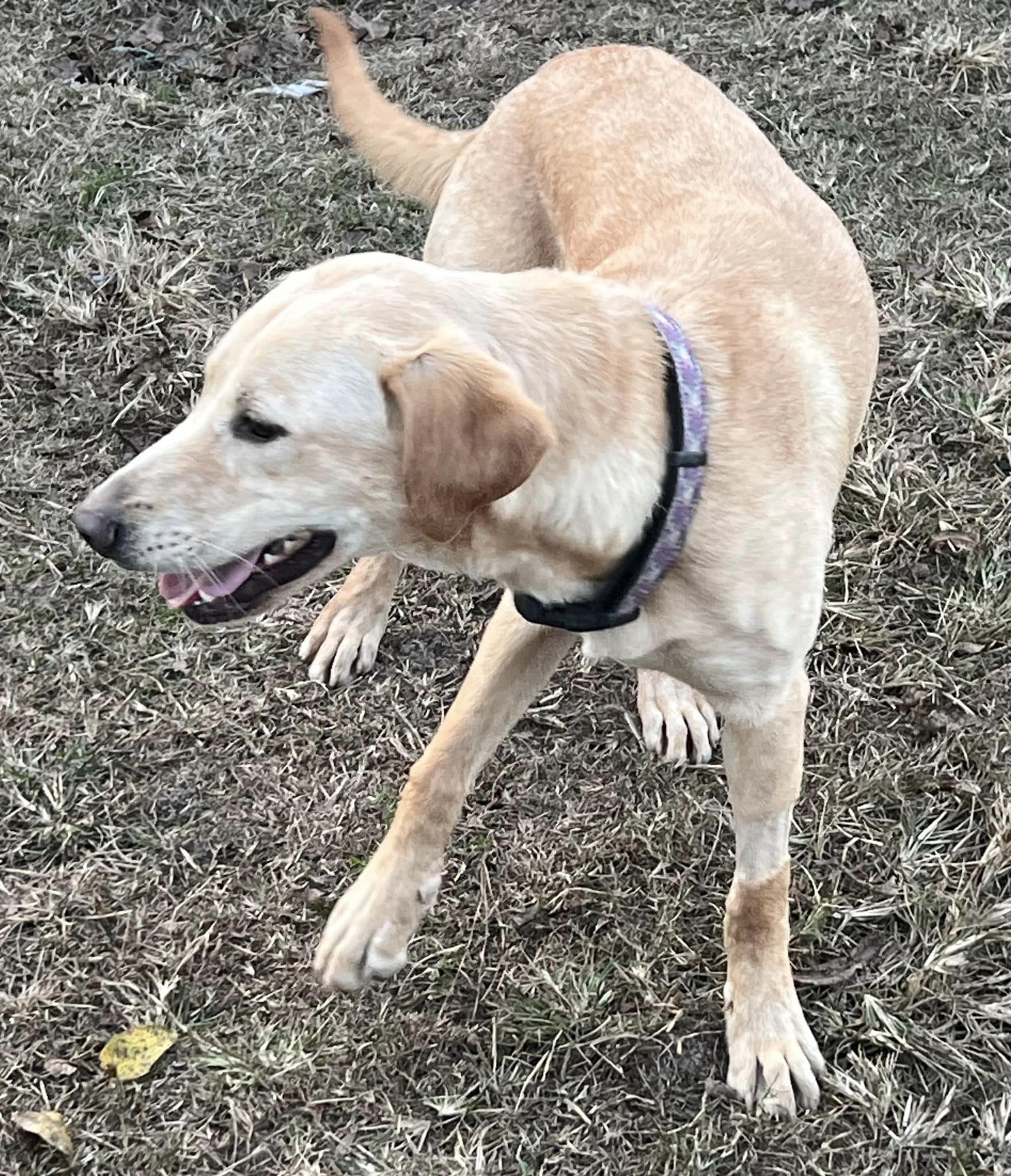 Enlarge Sunny, a Adopted mixed breed in Smithfield, NC image 2/3