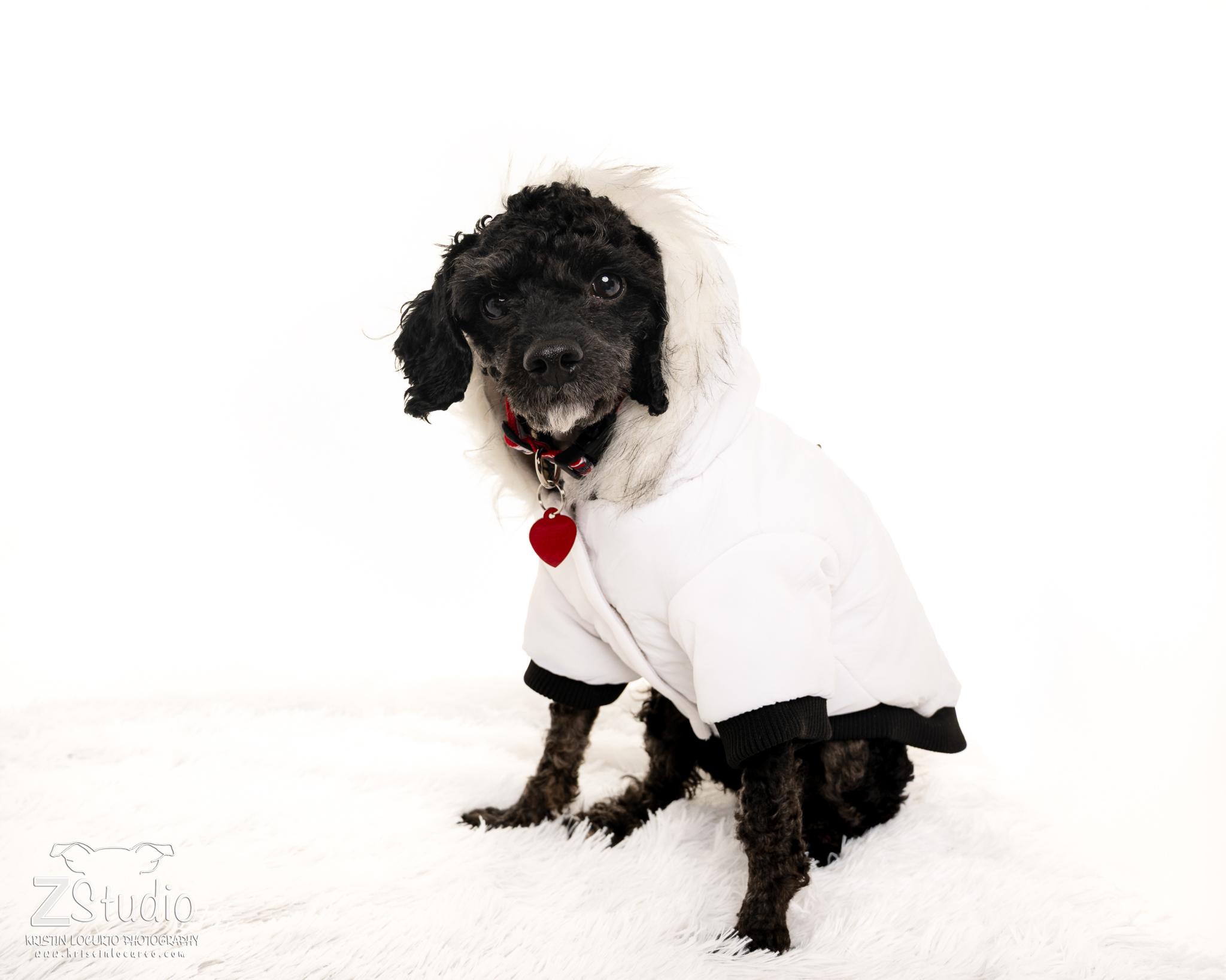 Enlarge Levi, a ADOPTABLE mixed breed in South Euclid, OH image 3/3