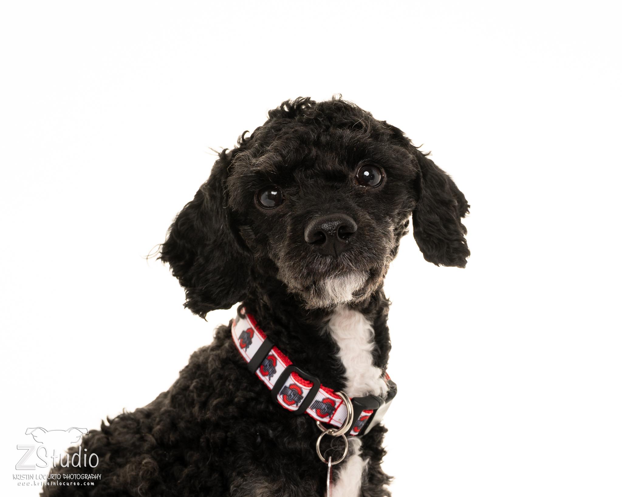 Levi, ADOPTABLE, Young Male Poodle.
