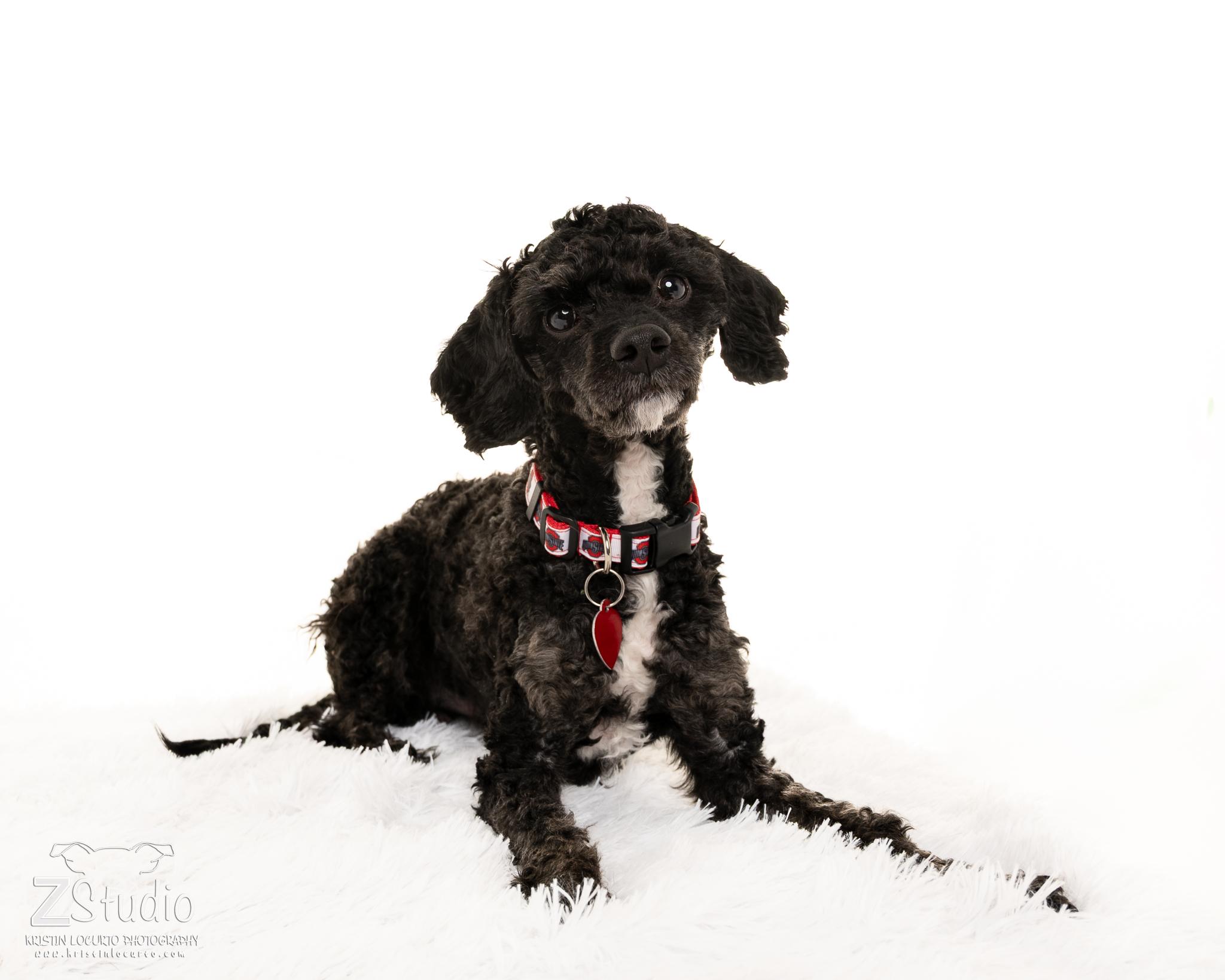 Enlarge Levi, a ADOPTABLE mixed breed in South Euclid, OH image 2/3