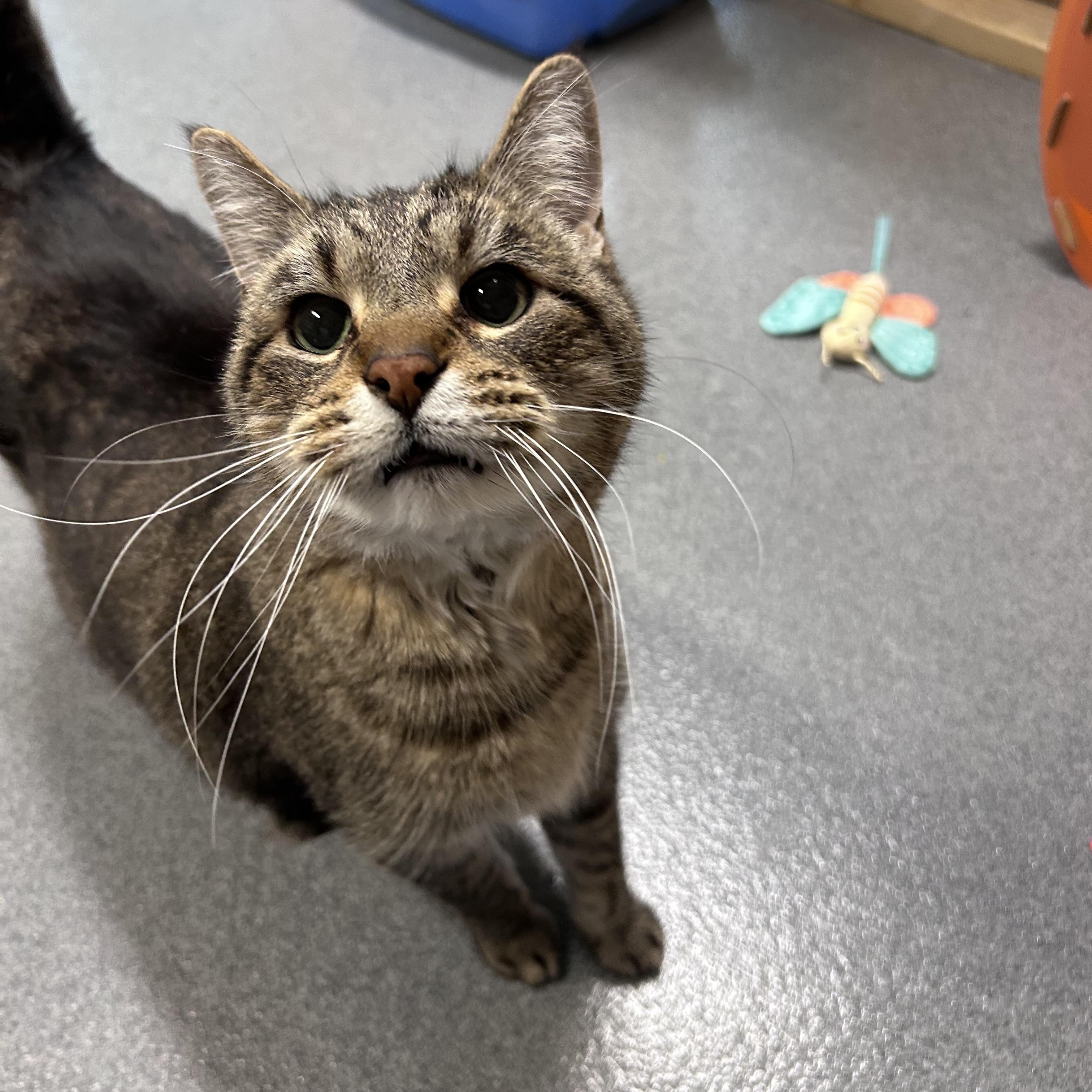 Enlarge Sid, a ADOPTABLE Domestic Short Hair in Chisholm, MN image 3/4
